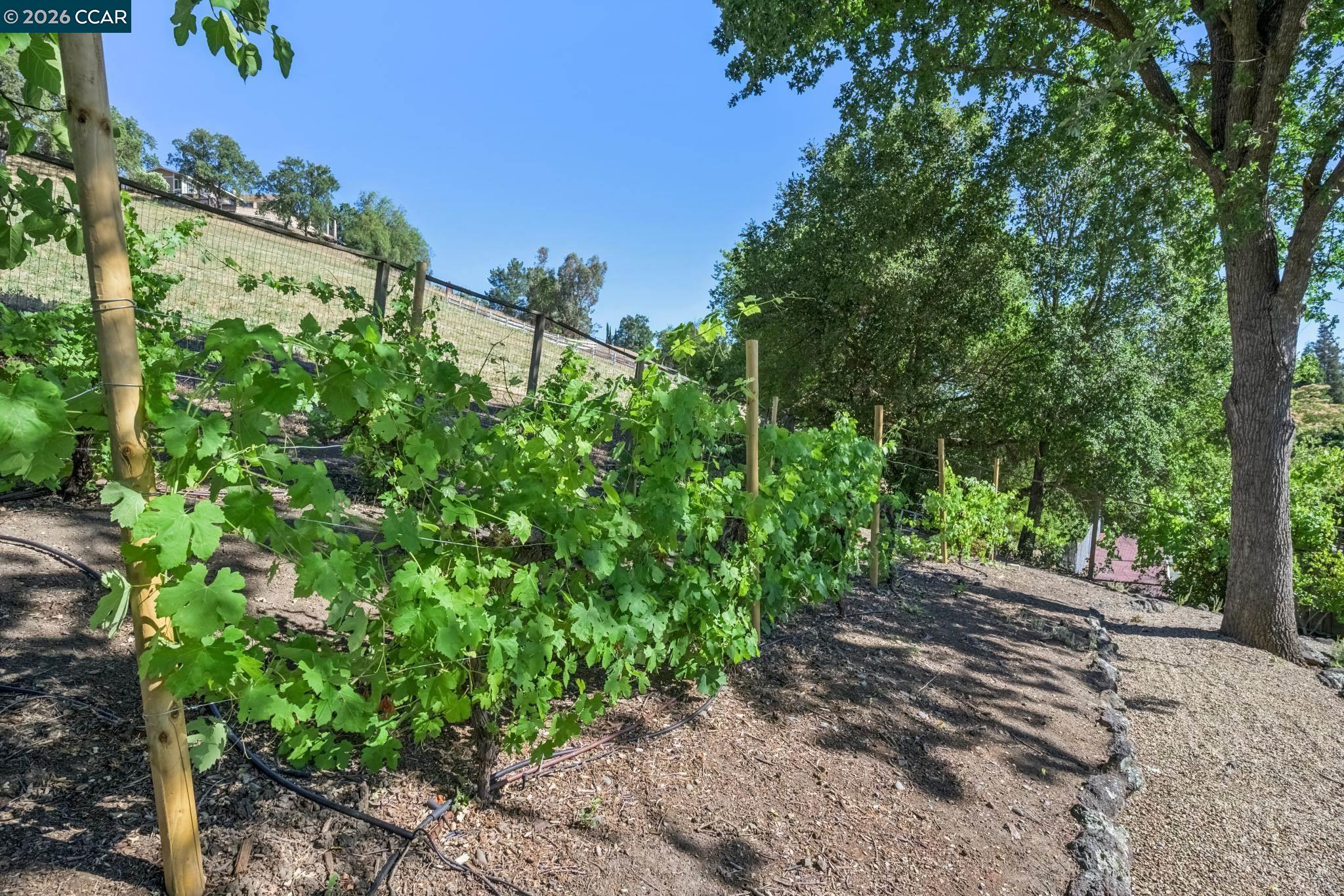 3211 Stone Valley Road, Alamo CA 94507 — photo 80