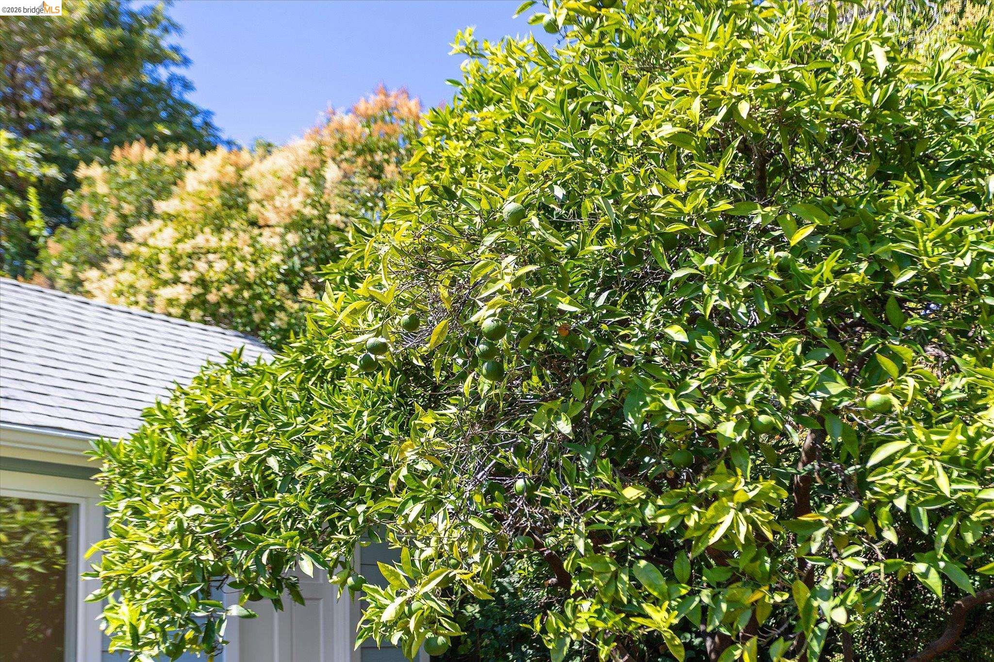 4436 Hyacinth Ave, Oakland CA 94619 — photo 34