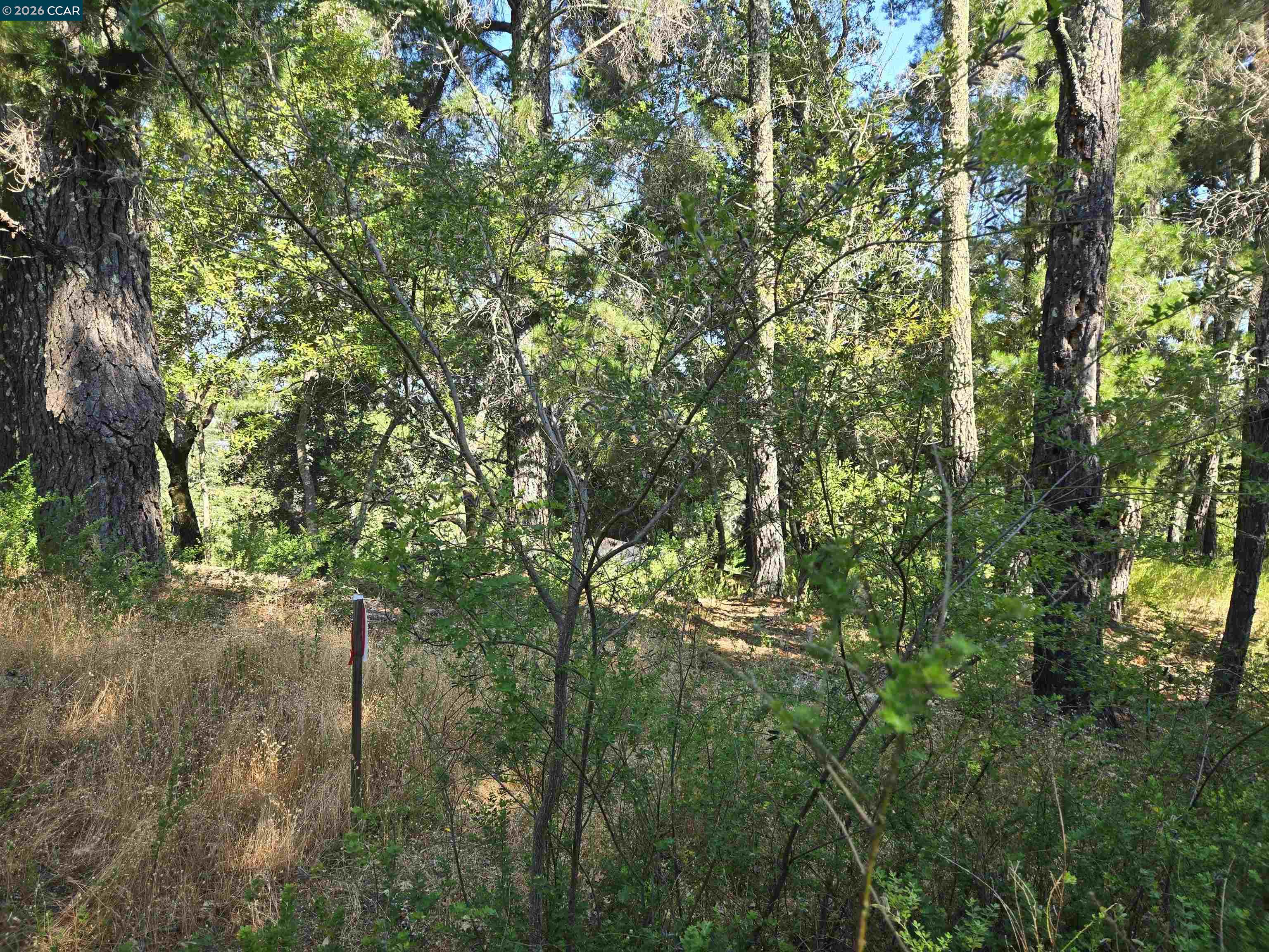100 Black Log Rd, Kentfield CA 94904 — photo 9