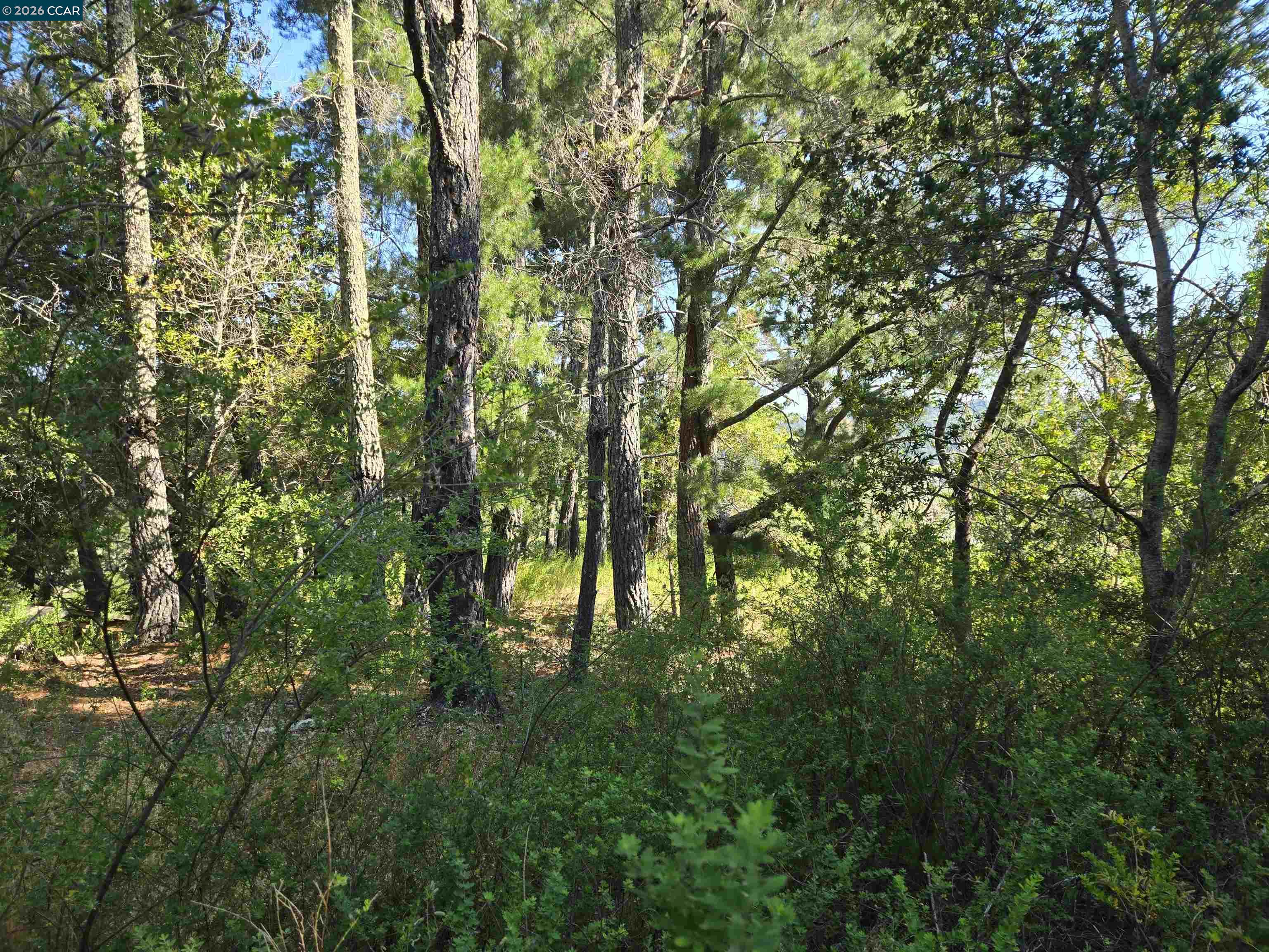 100 Black Log Rd, Kentfield CA 94904 — photo 10