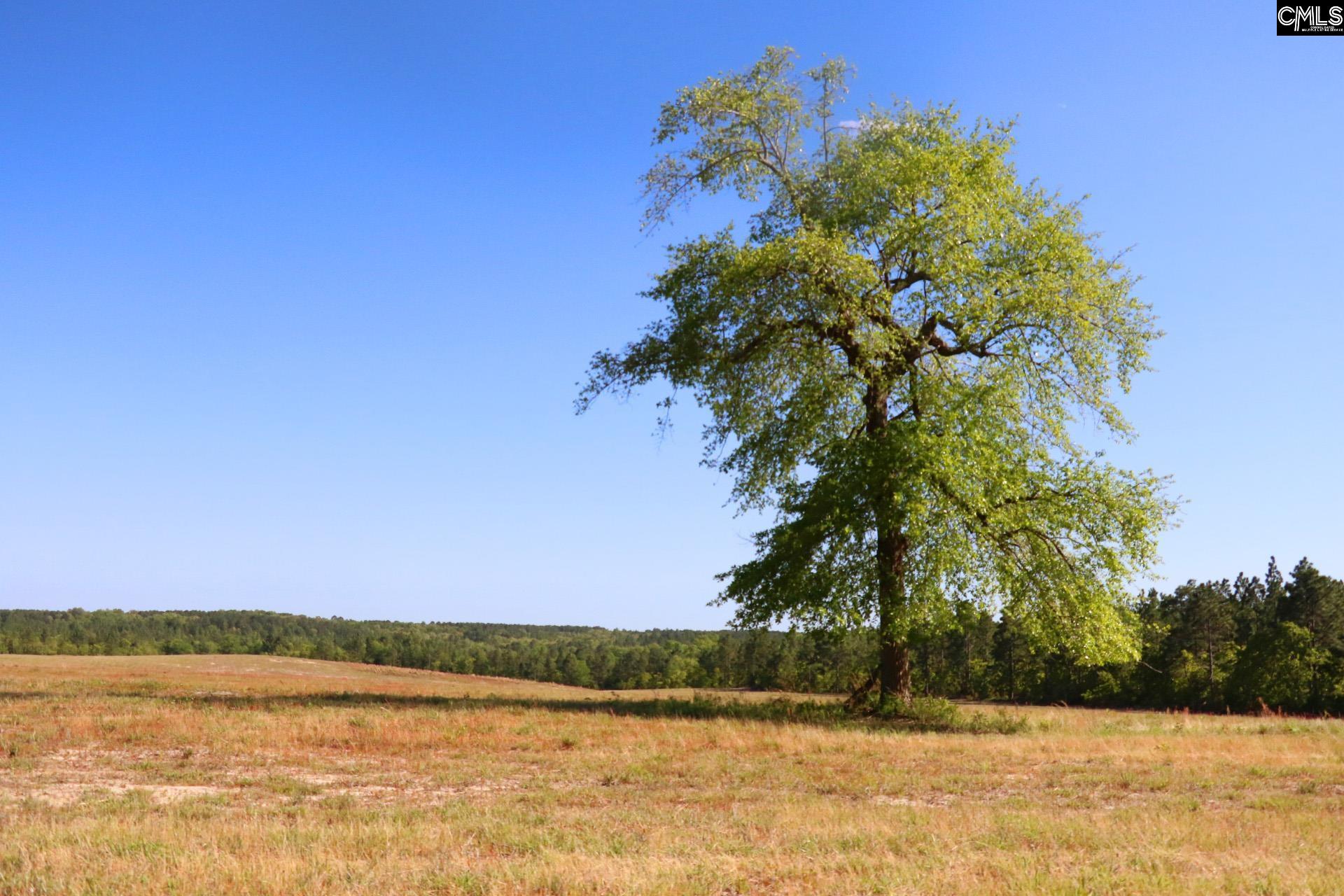TBD Browns Pond Road Wagener, SC 29164-0000