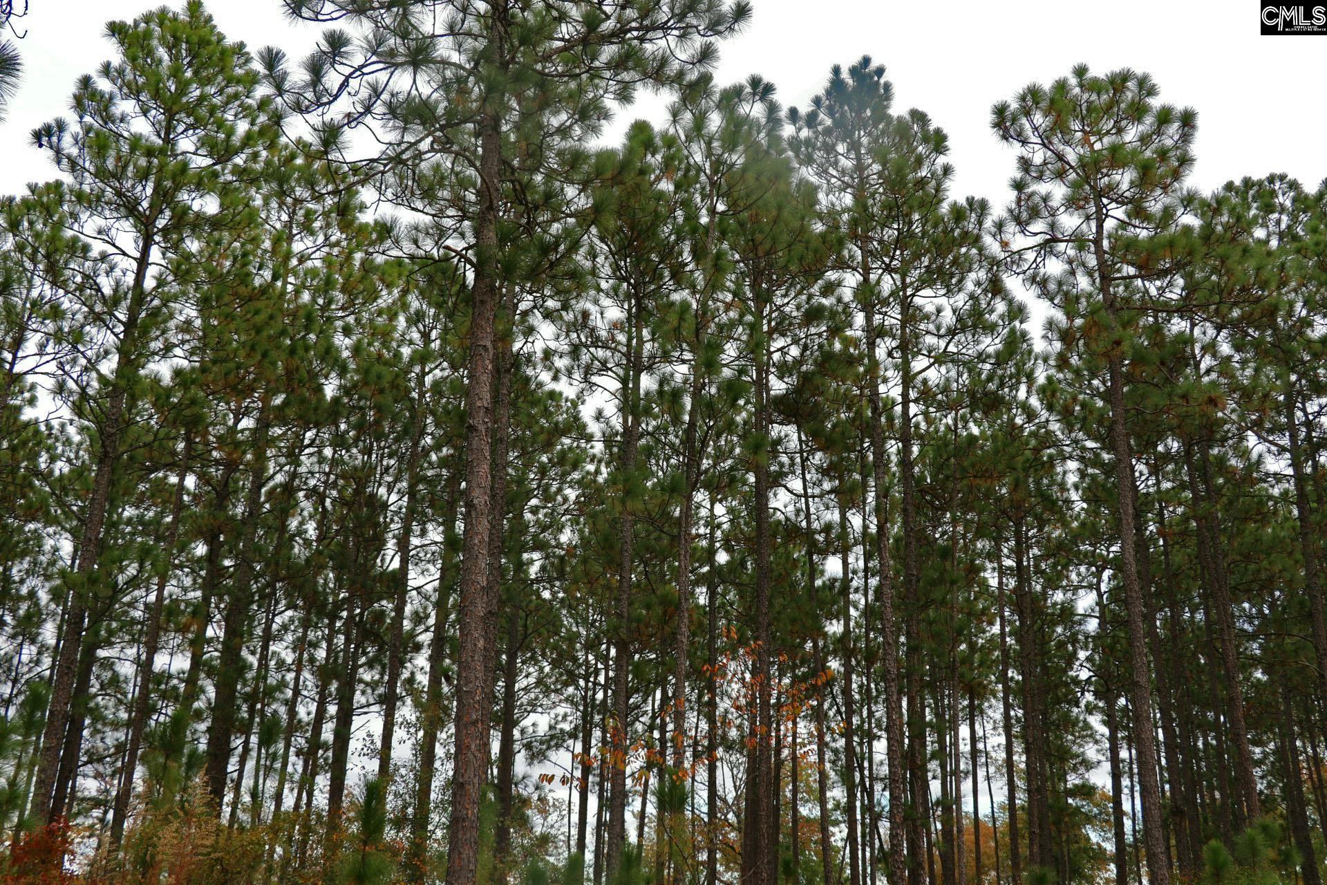 TBD Browns Pond Road Wagener, SC 29164-0000