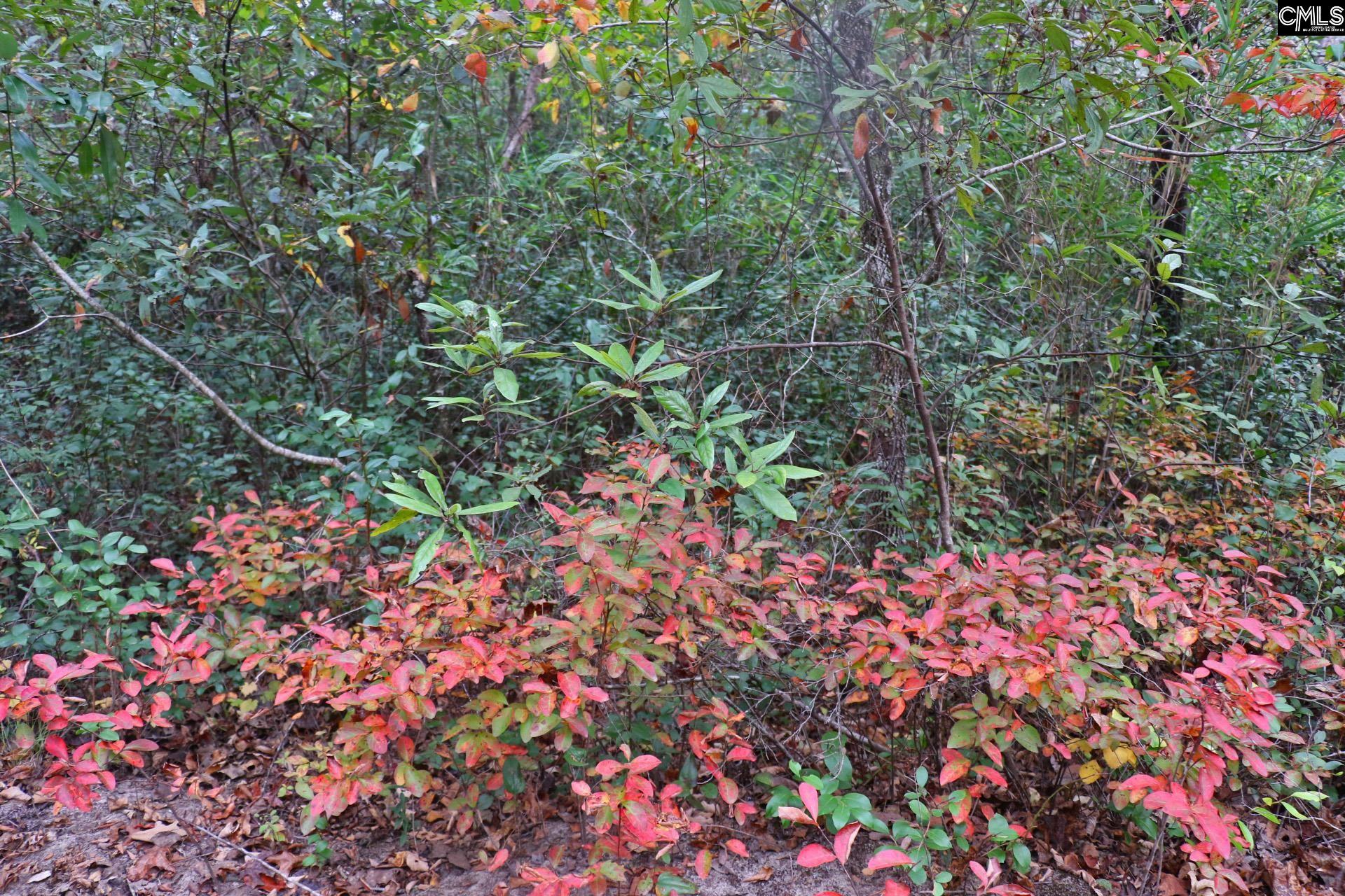 TBD Browns Pond Road Wagener, SC 29164-0000