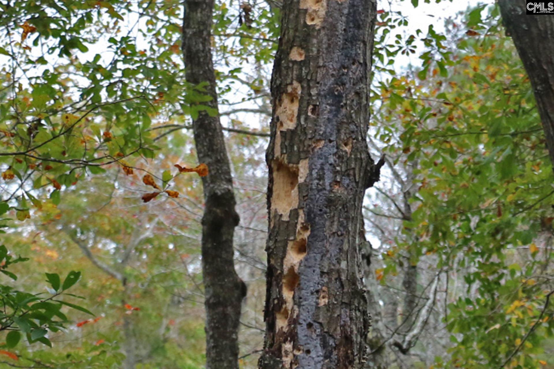 TBD Browns Pond Road Wagener, SC 29164-0000
