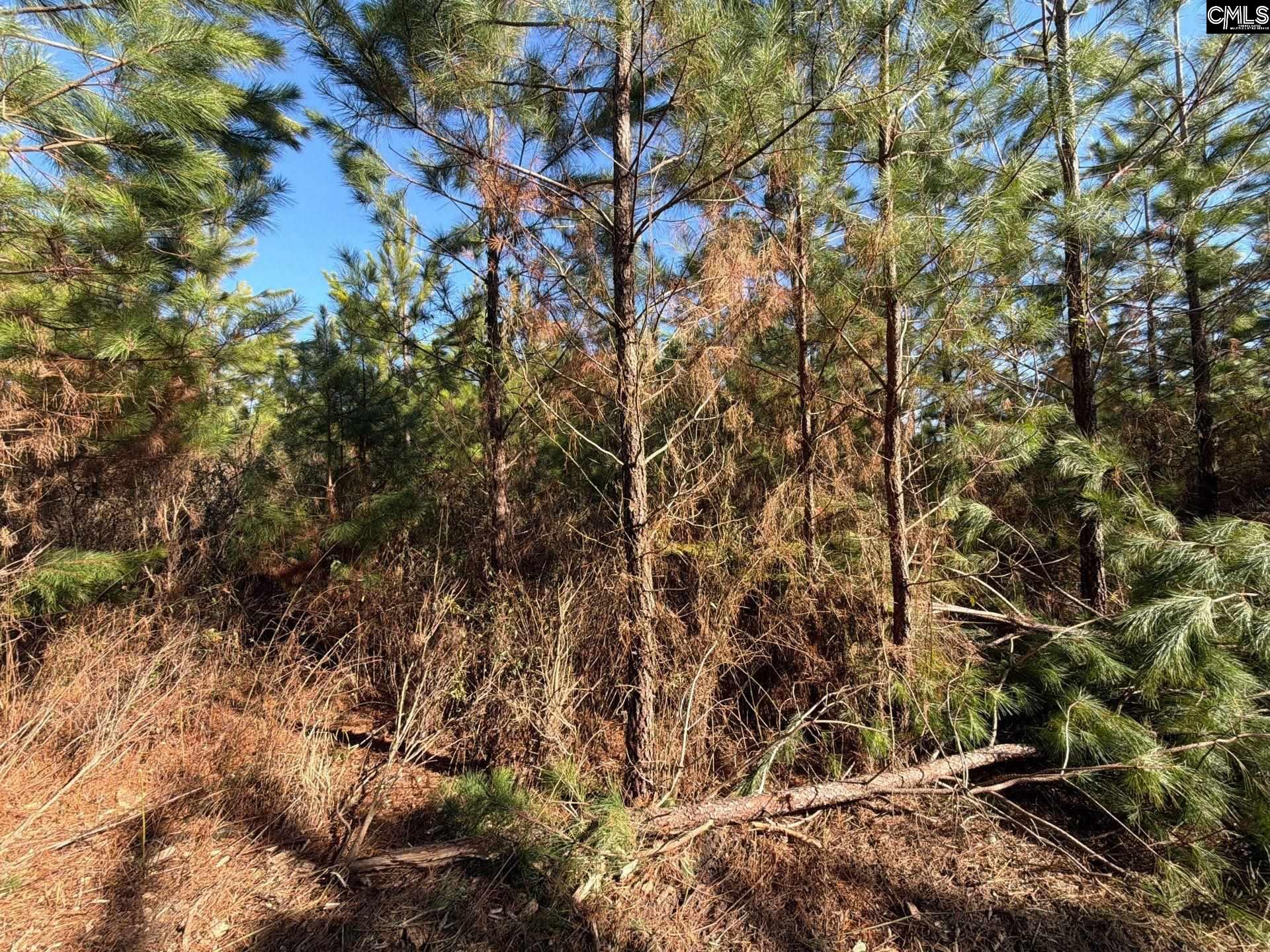 BFF II 8 Brunson Teal Road Patrick, SC 29854