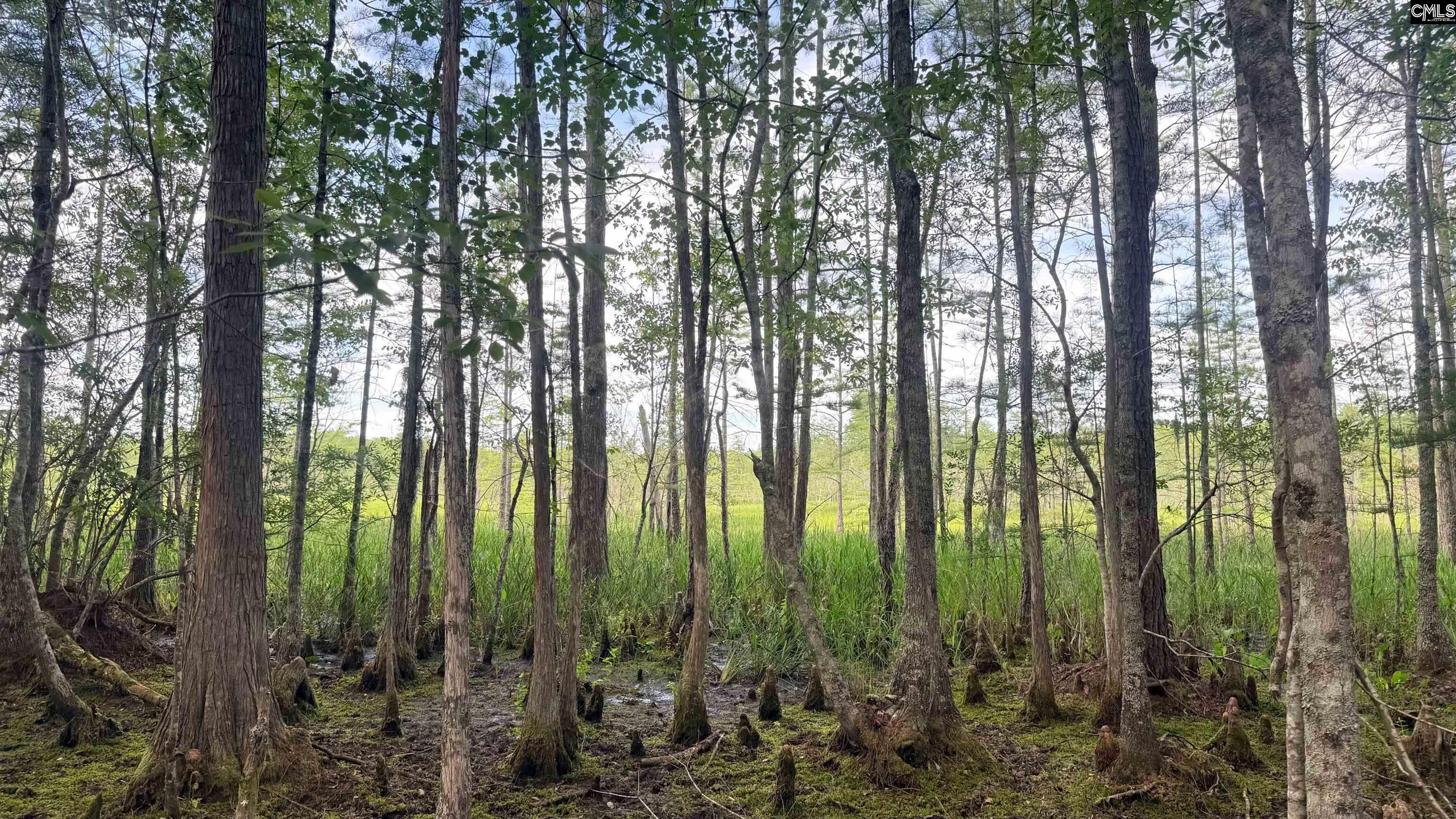 00 Goldenrod Drive Barnwell, SC 29812