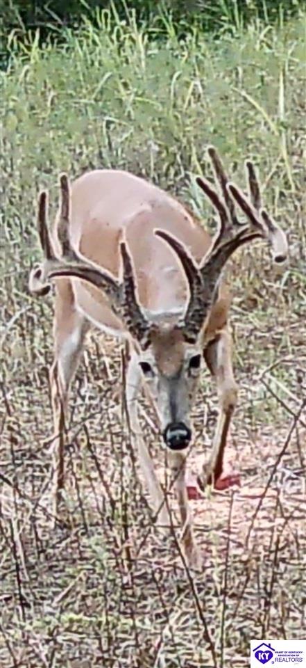 TRACT 3 Price Hill Spur RoadCampbellsville,&nbsp;KY&nbsp;42718