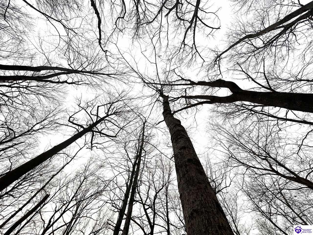 2525 Salem Lake Road Hodgenville, KY 42748 #4