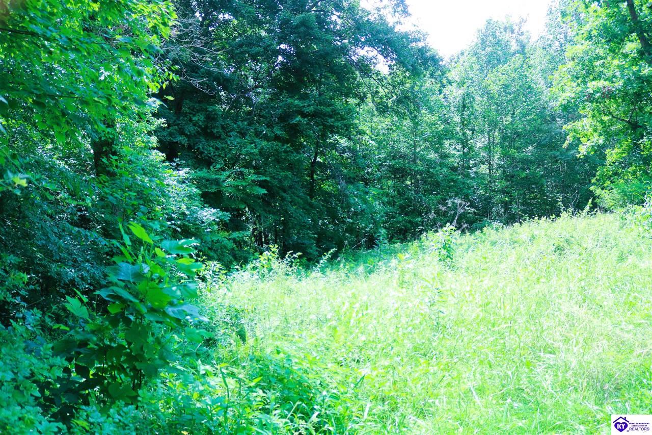 0 Levi Beam Road Magnolia, KY 42757 #2