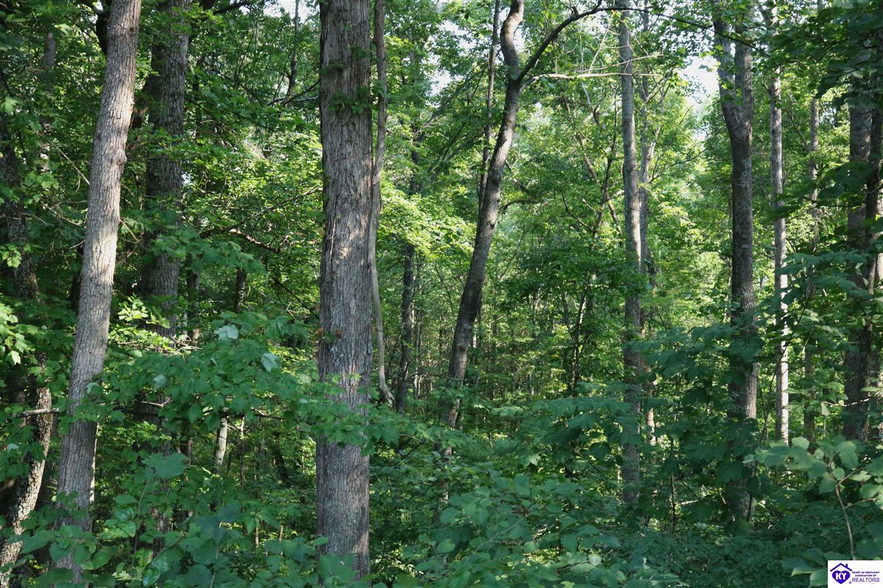 00 Levi Beam Road Magnolia, KY 42757 #2