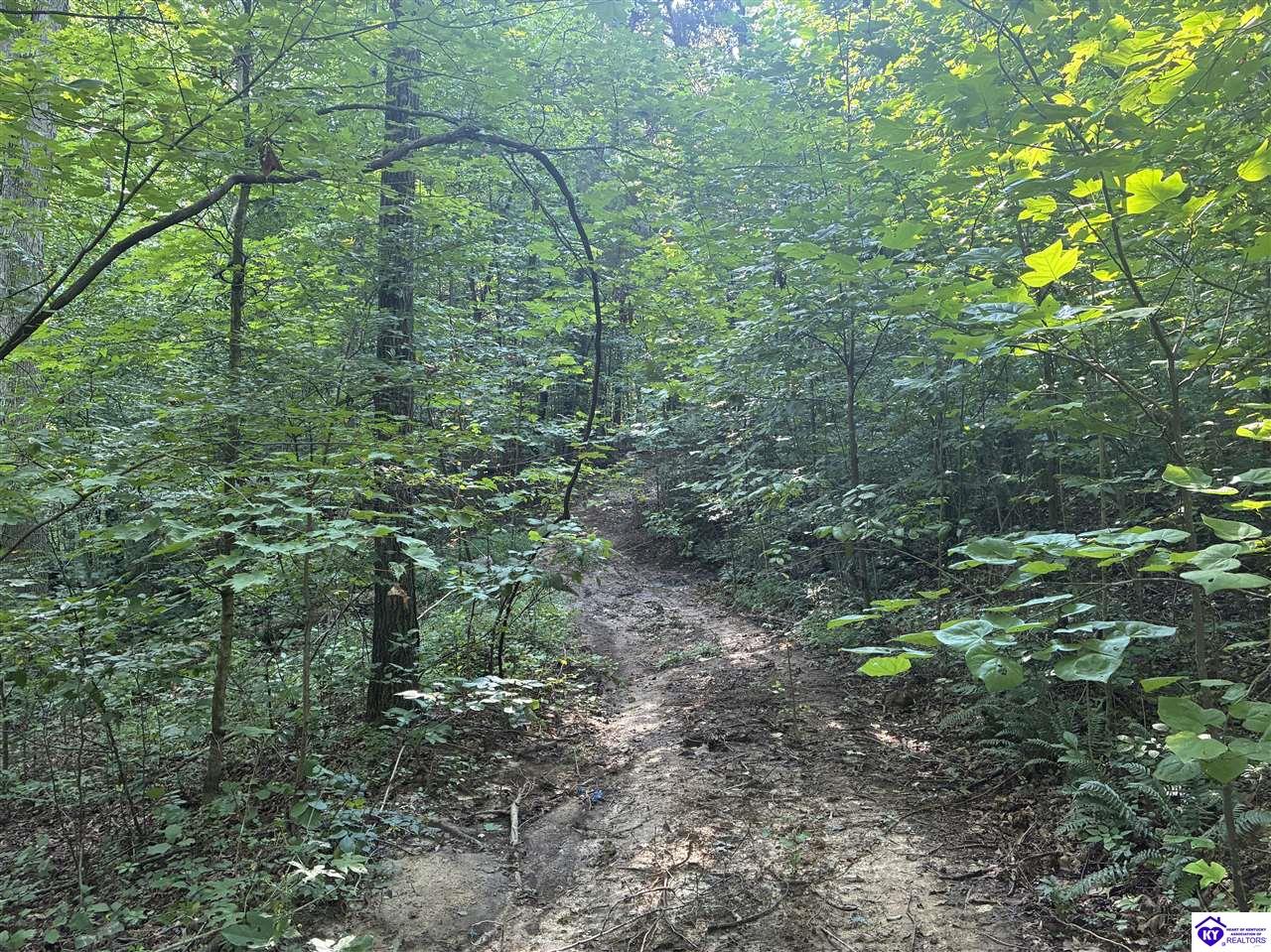3440 Watershed Road Caneyville, KY 42721 #4