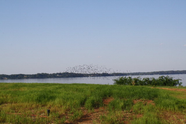 90 River Pointe Dr, Muscle Shoals, AL 35661 — photo 8