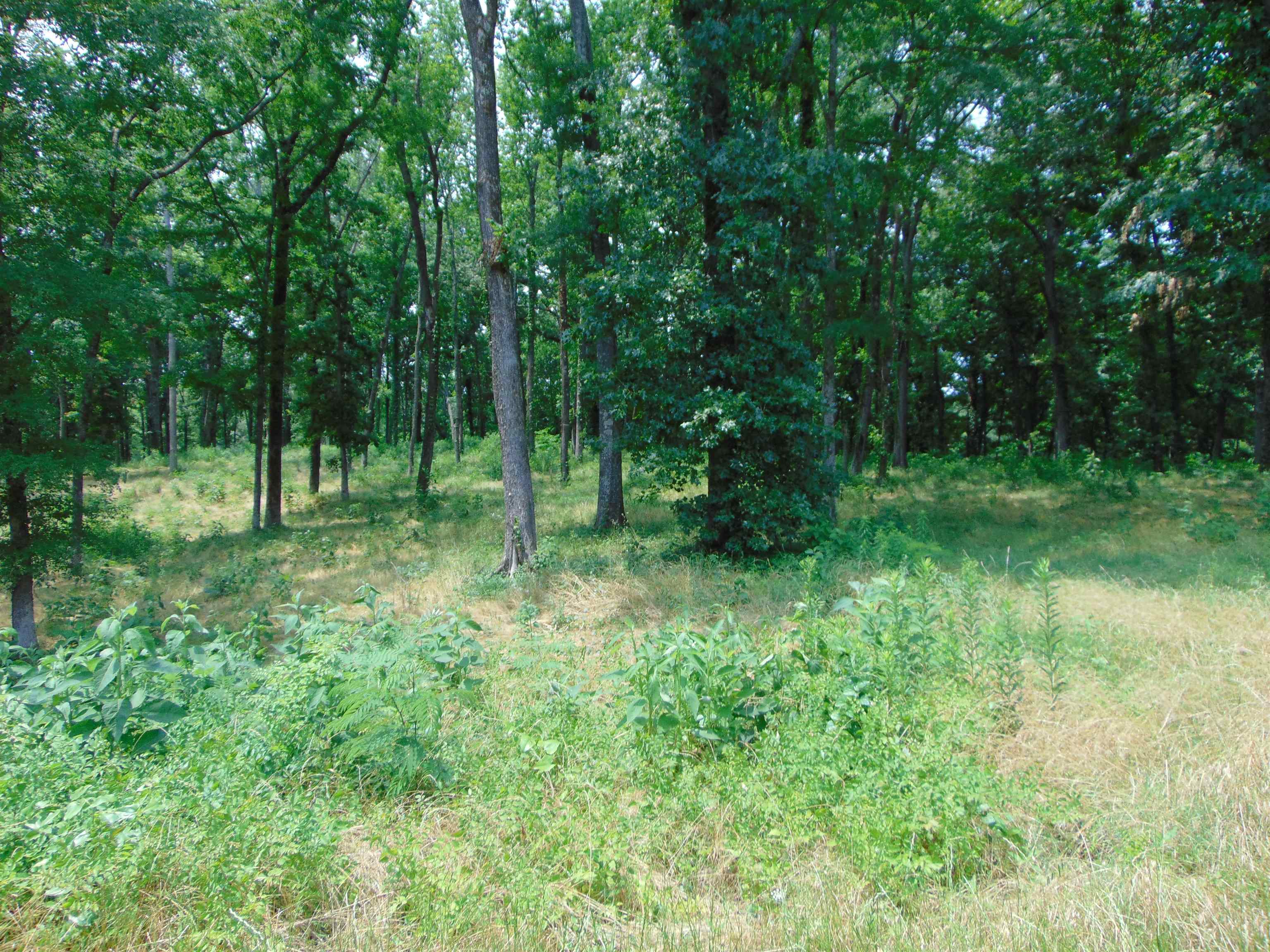 003 Wilson Lake Shores Rd, Muscle Shoals, AL 35661 — photo 9