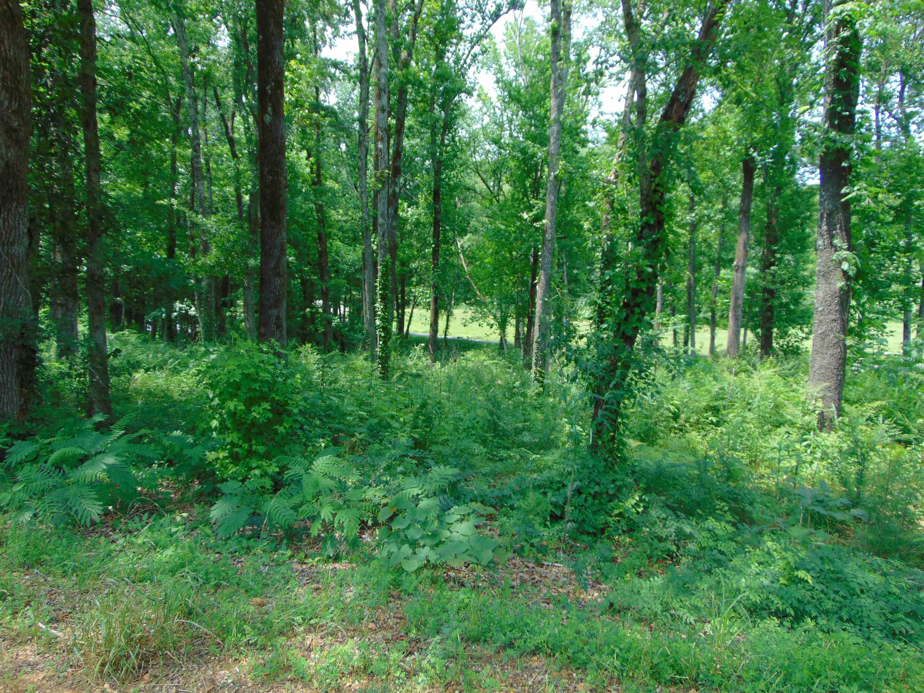 005 Wilson Lake Shores Rd, Muscle Shoals, AL 35661 — photo 11