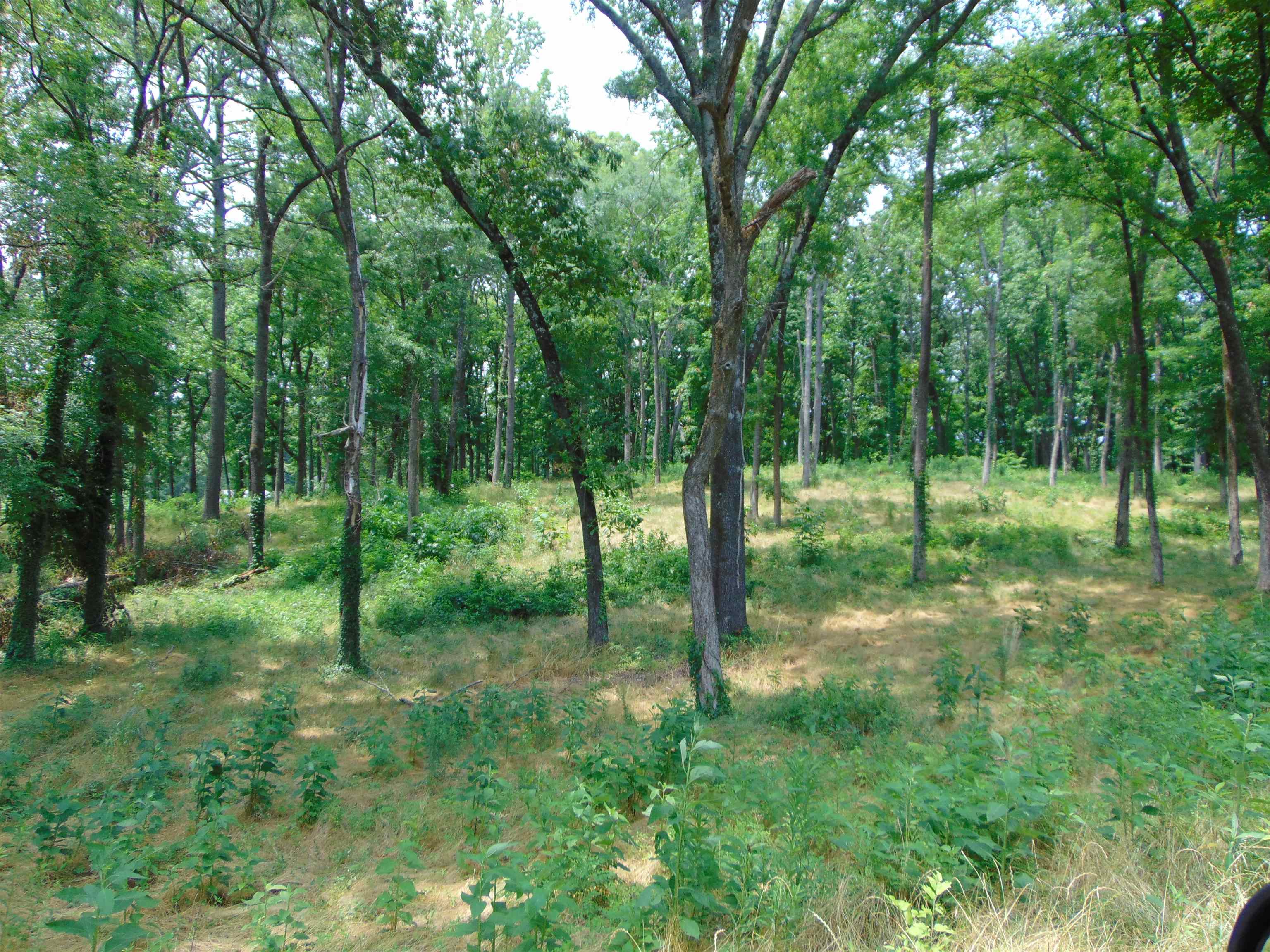 006 Wilson Lake Shores Rd, Muscle Shoals, AL 35661 — photo 8