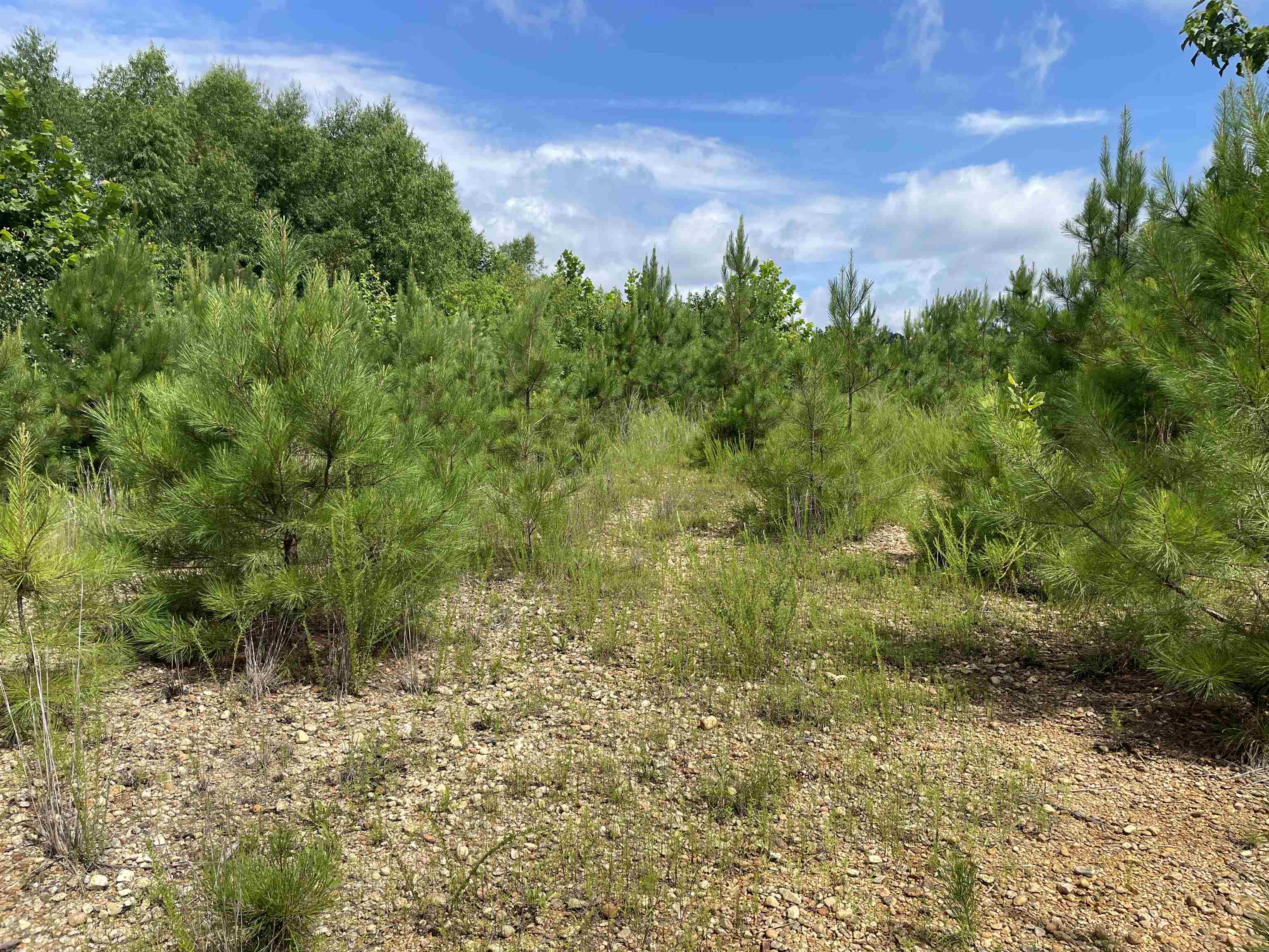 00 Regency Place, Hamilton, AL 35570 — photo 11
