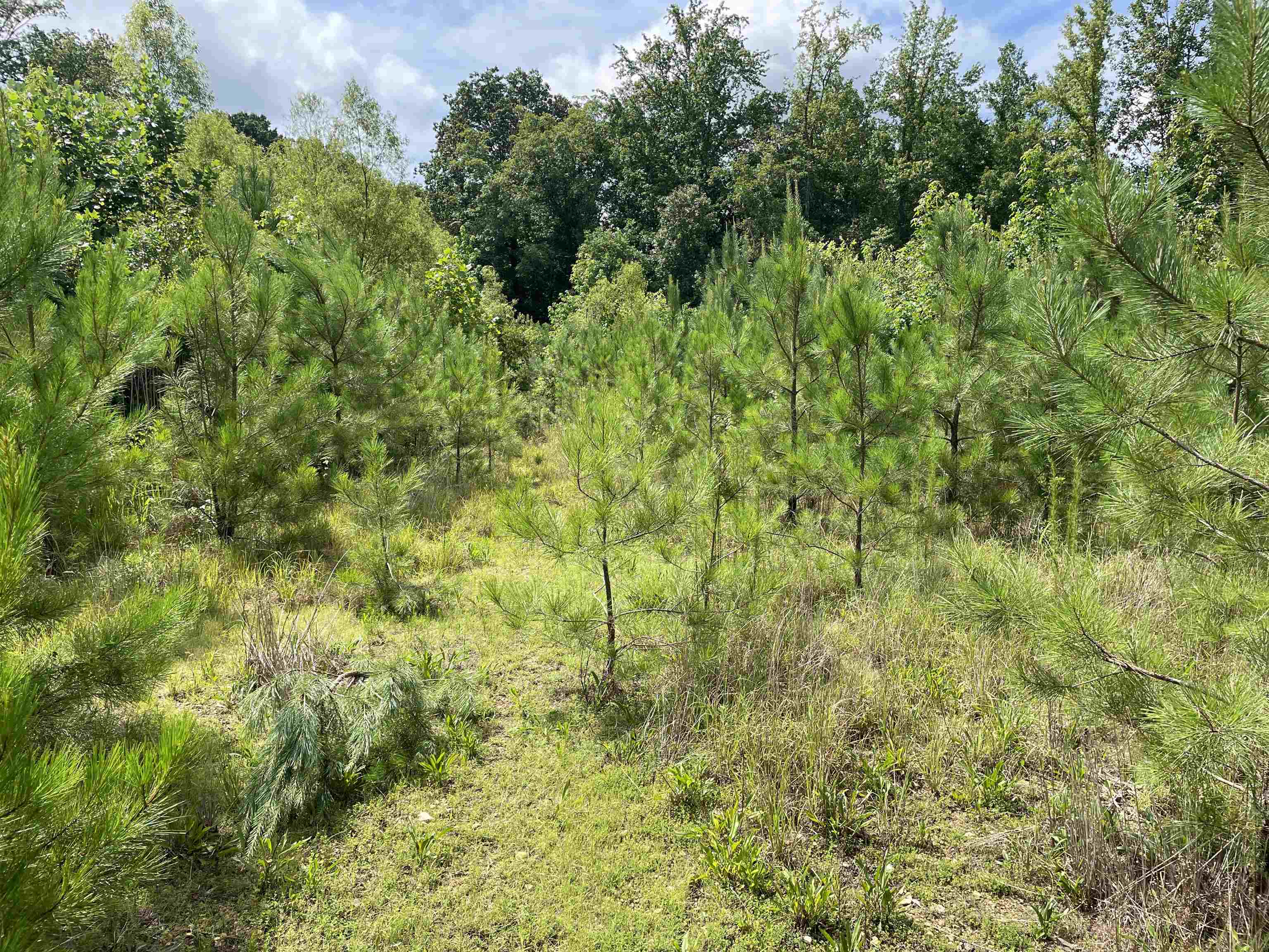 00 Regency Place, Hamilton, AL 35570 — photo 12