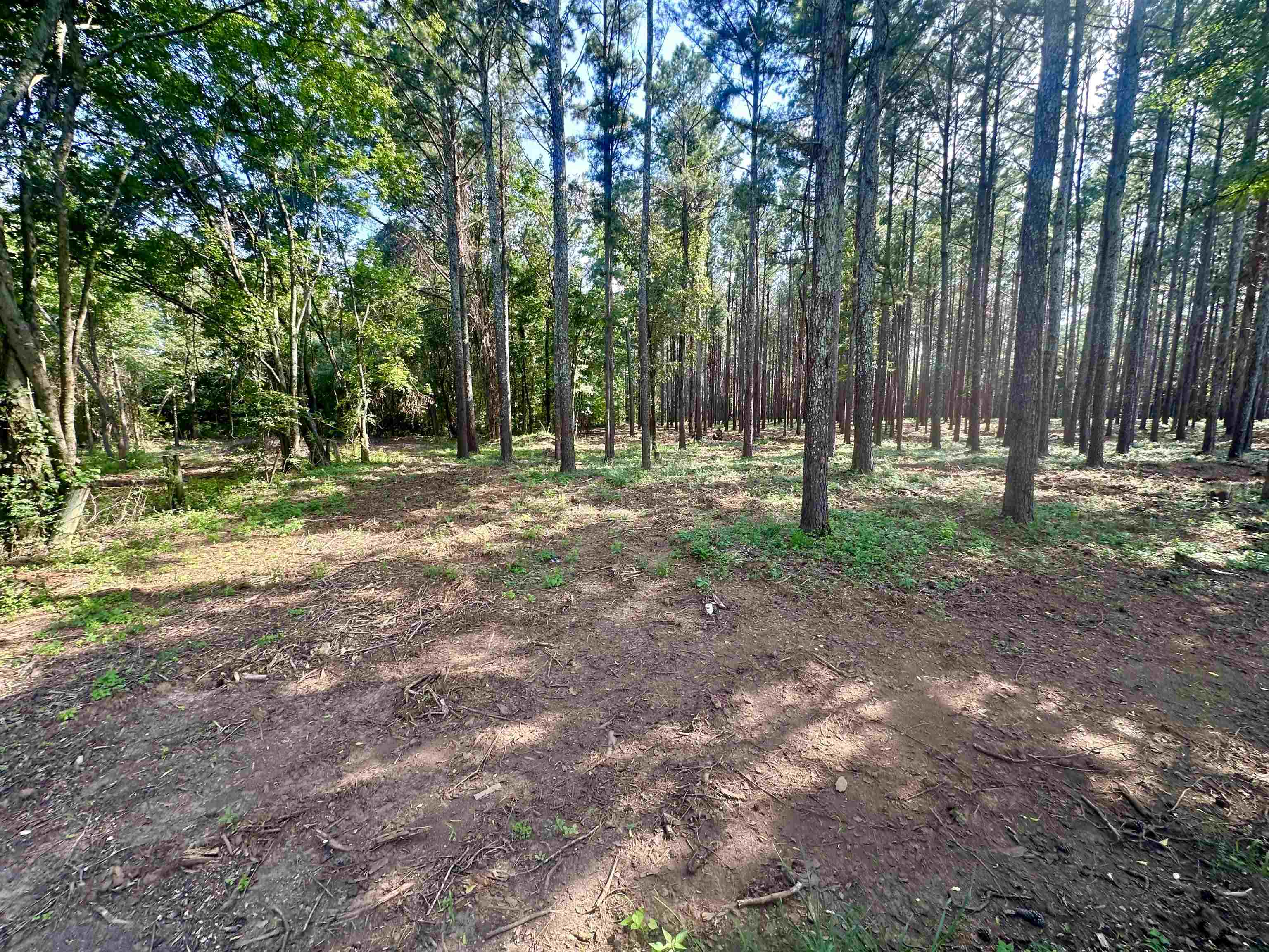 Wheeler View Dr, Muscle Shoals, AL 35661 — photo 6