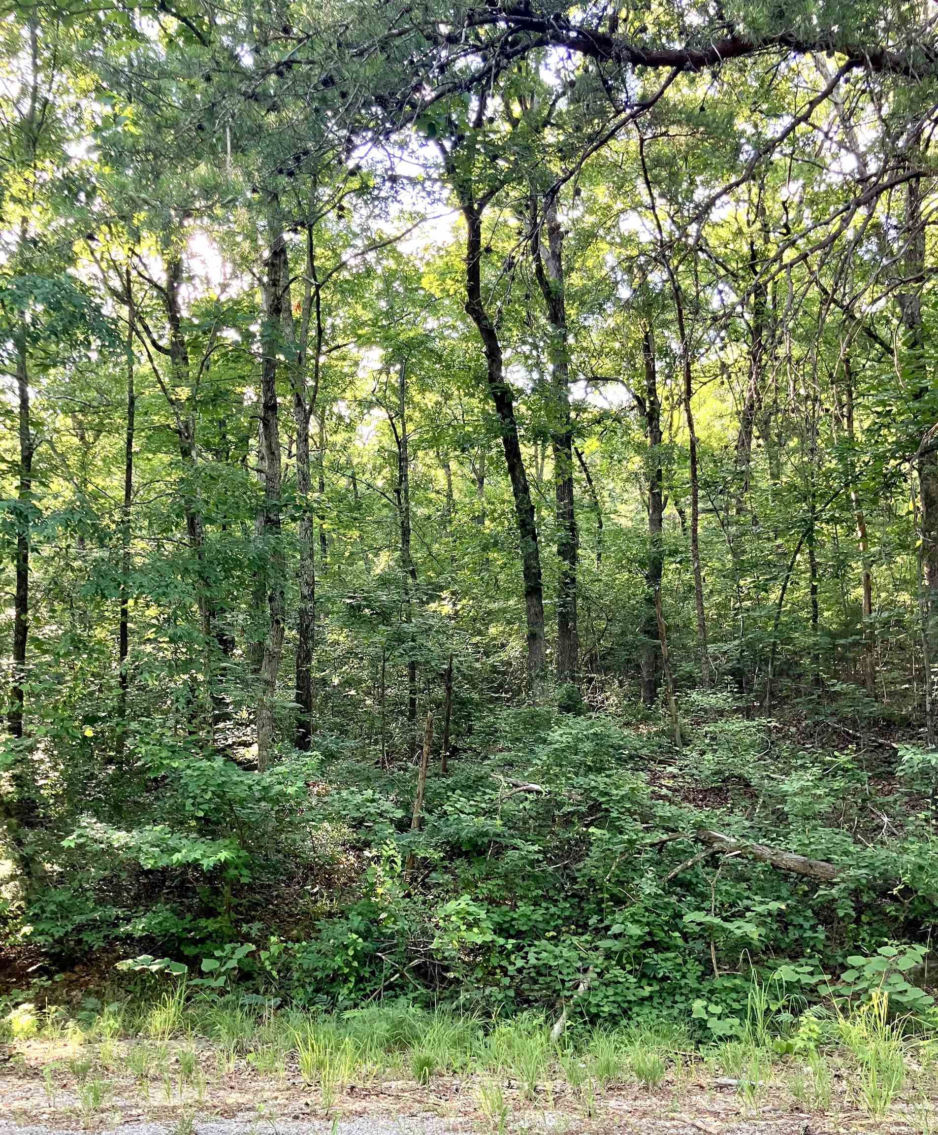 00 New Cut Rd, Tuscumbia, AL 35674 — photo 1