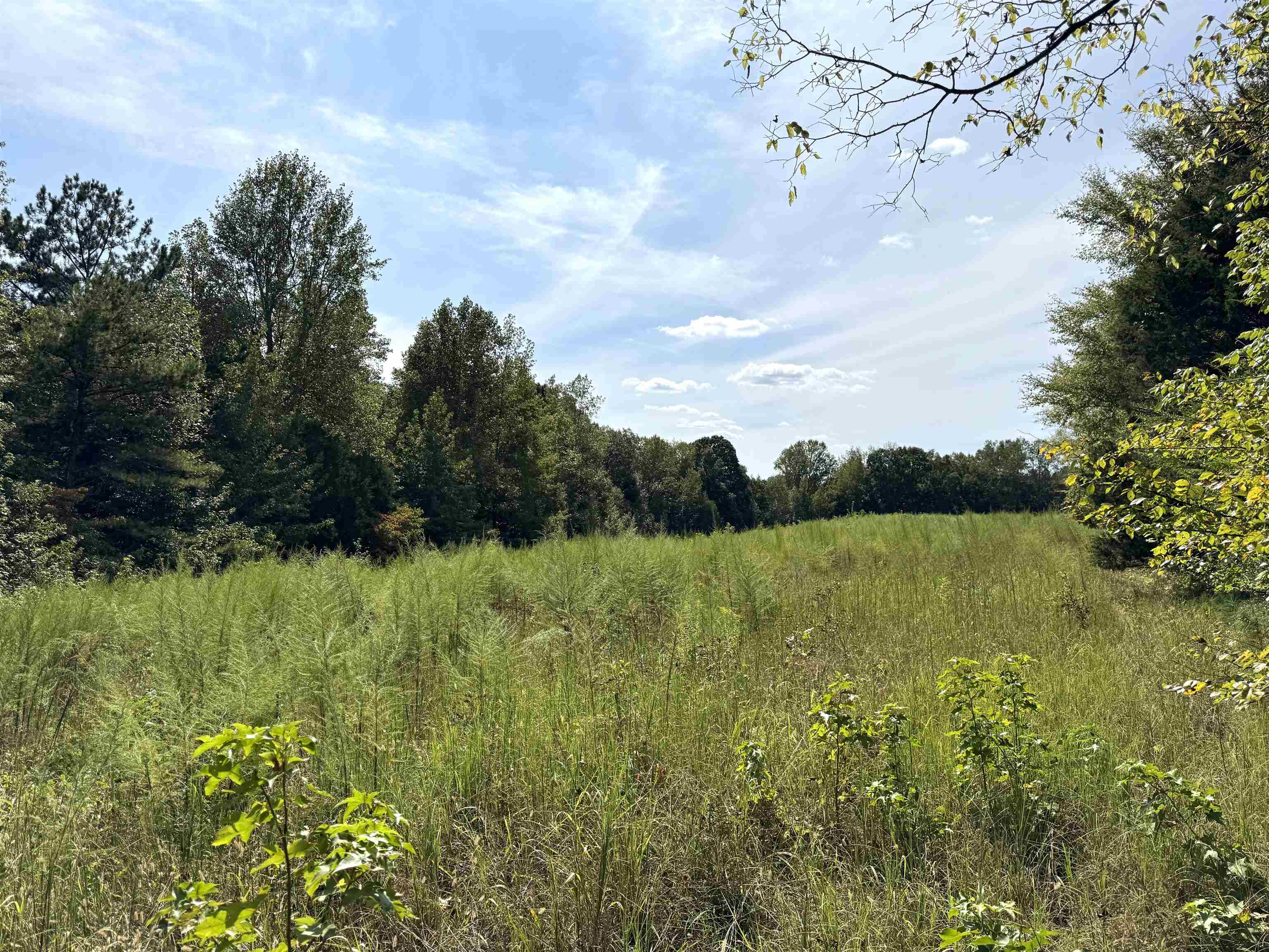 1435 Co Rd 479, Lexington, AL 35648 — photo 11