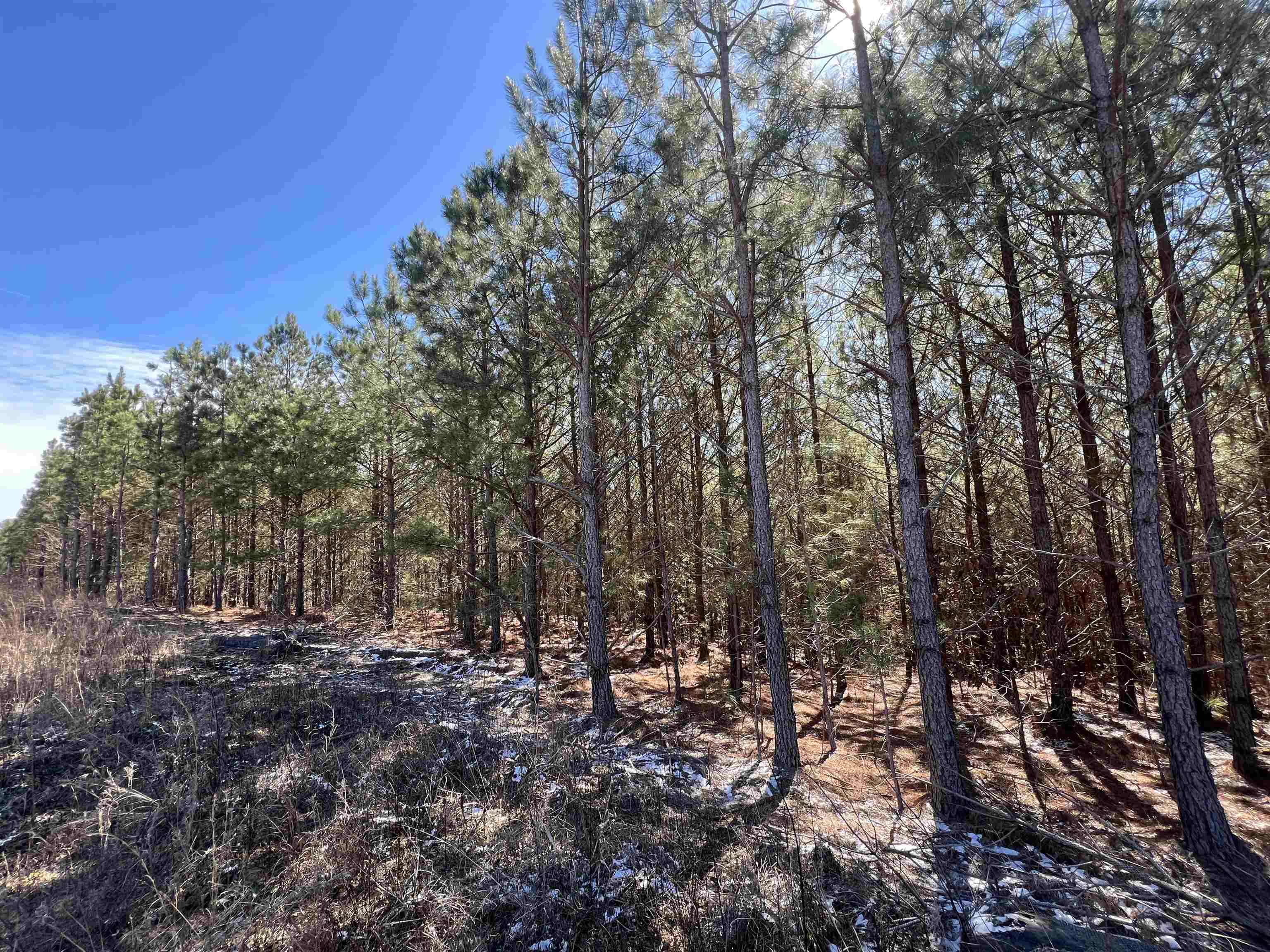 00 Co Rd 76, Haleyville, AL 35565 — photo 9