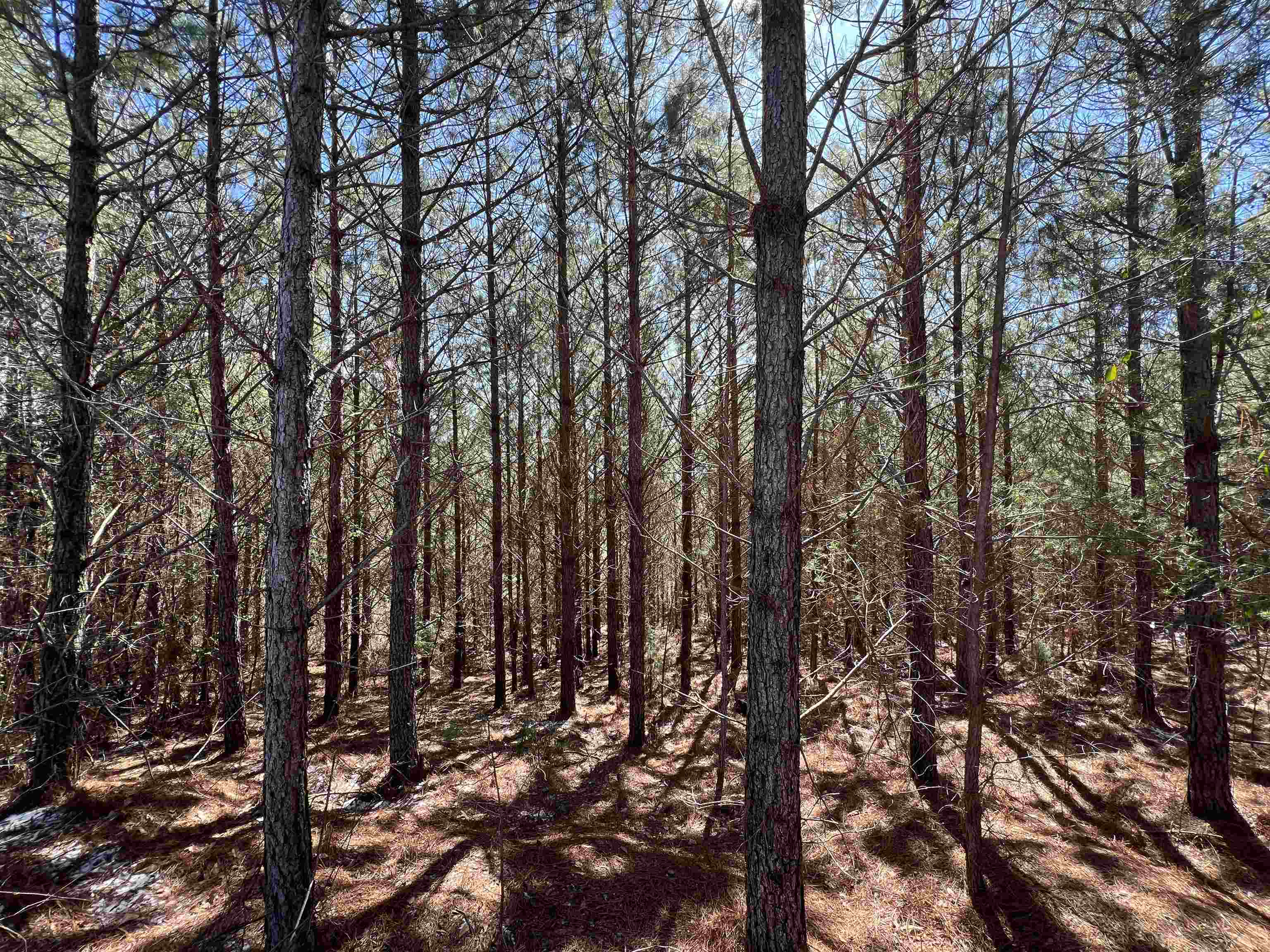 00 Co Rd 76, Haleyville, AL 35565 — photo 11