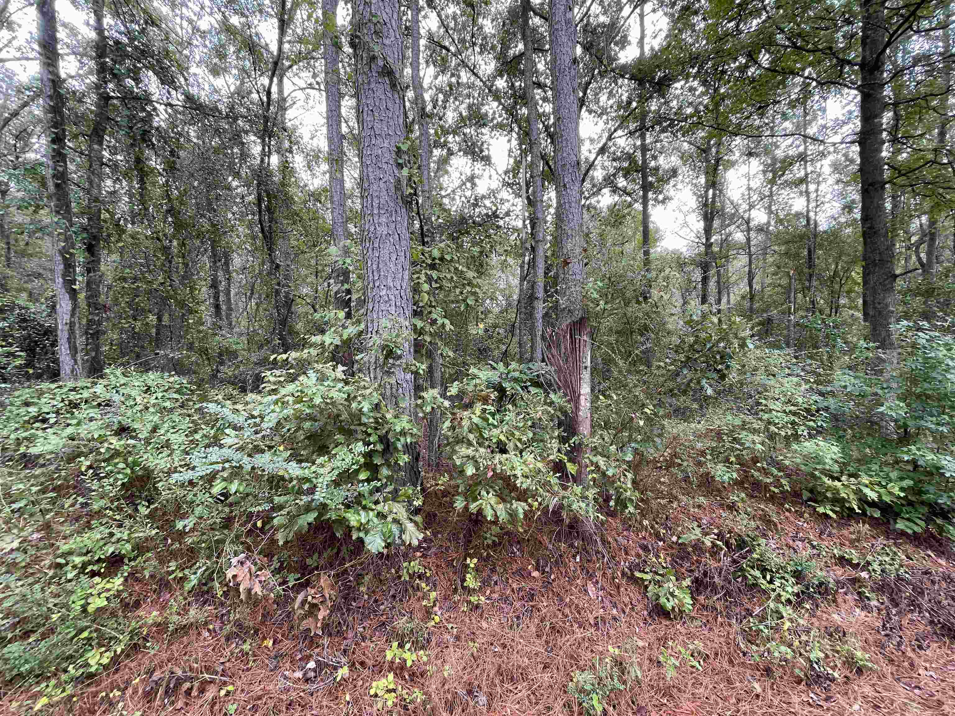 0 11th St, Vernon, AL 35592 — photo 2