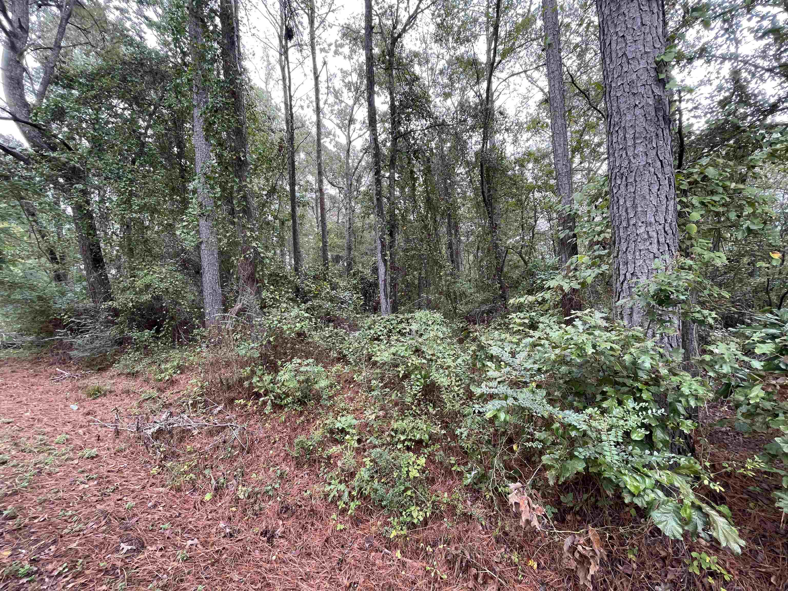 0 11th St, Vernon, AL 35592 — photo 3