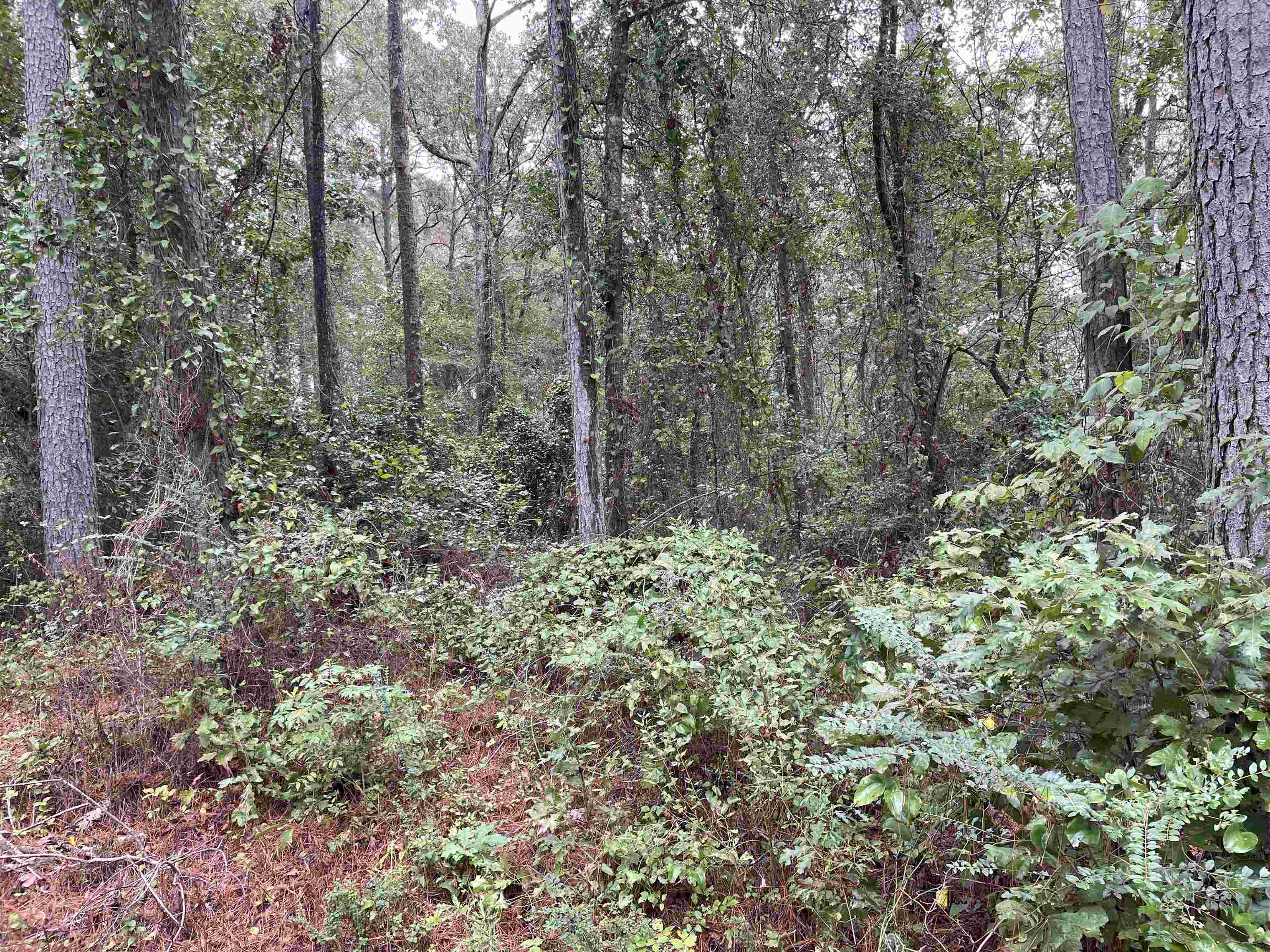 0 11th St, Vernon, AL 35592 — photo 4