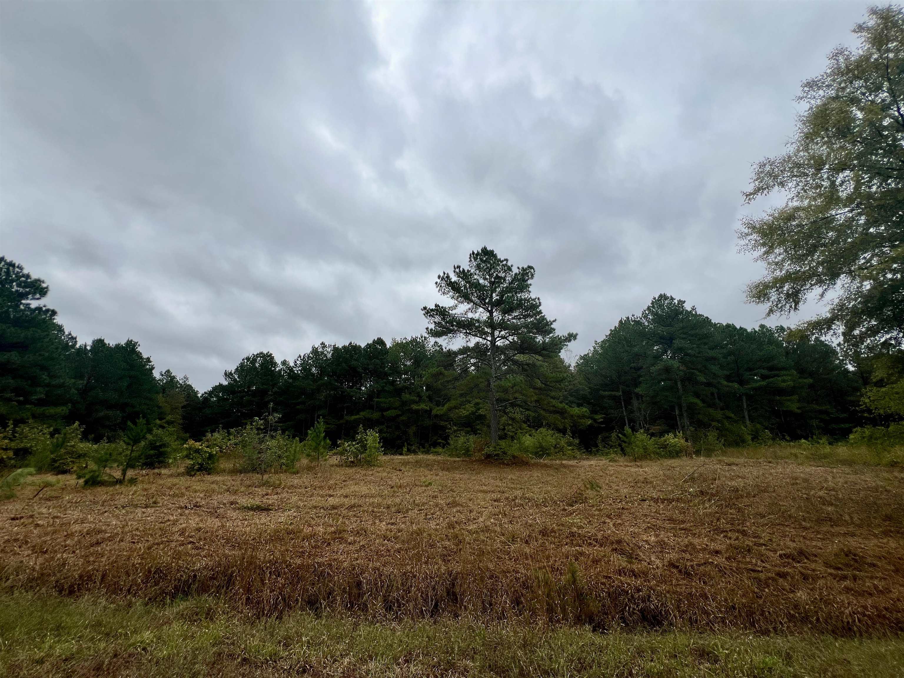 00 Co Rd 87, Waterloo, AL 35677 — photo 8