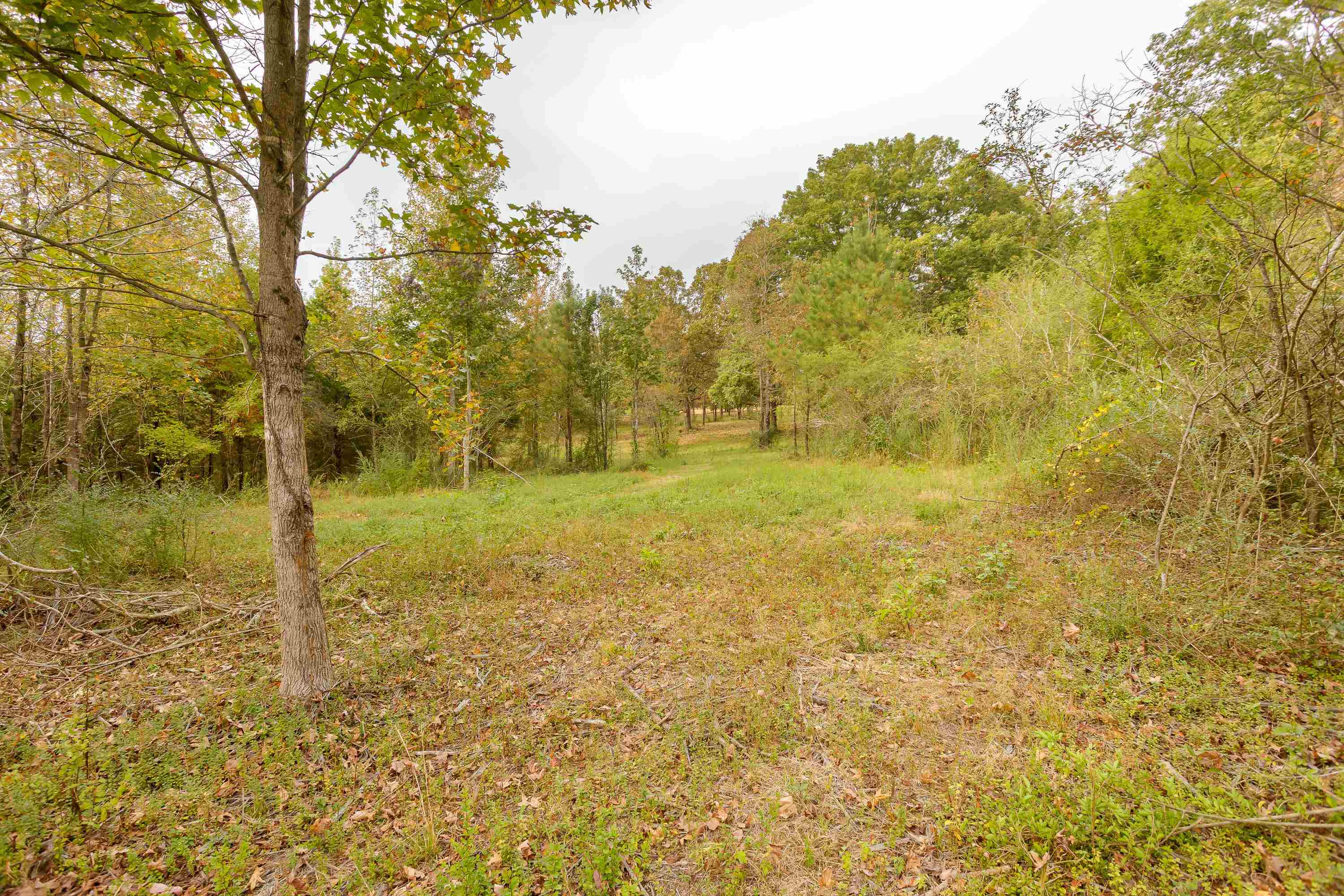 1540 Blue Rd, Tuscumbia, AL 35674 — photo 5