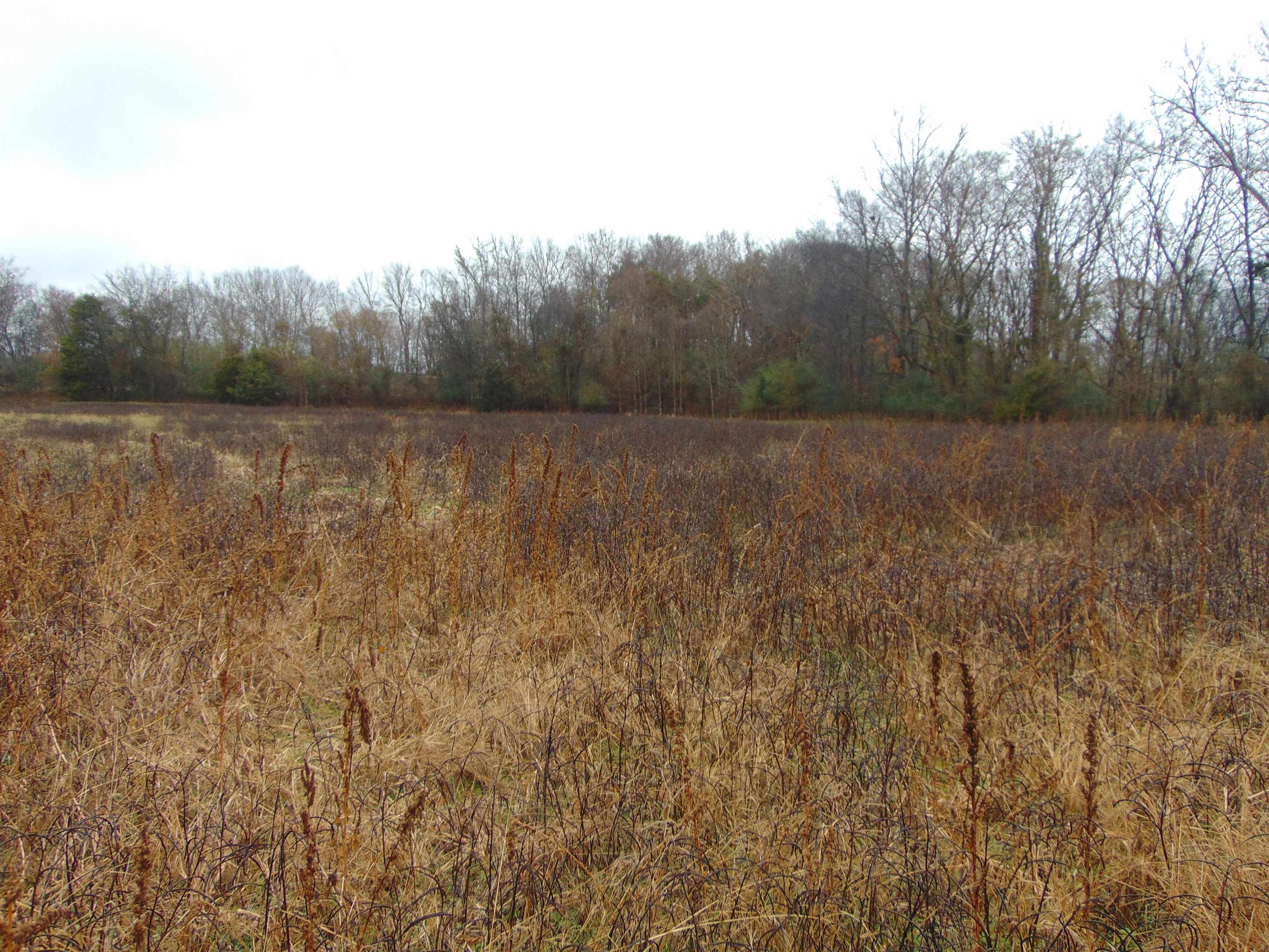 599 Co Rd 342, Killen, AL 35645 — photo 4