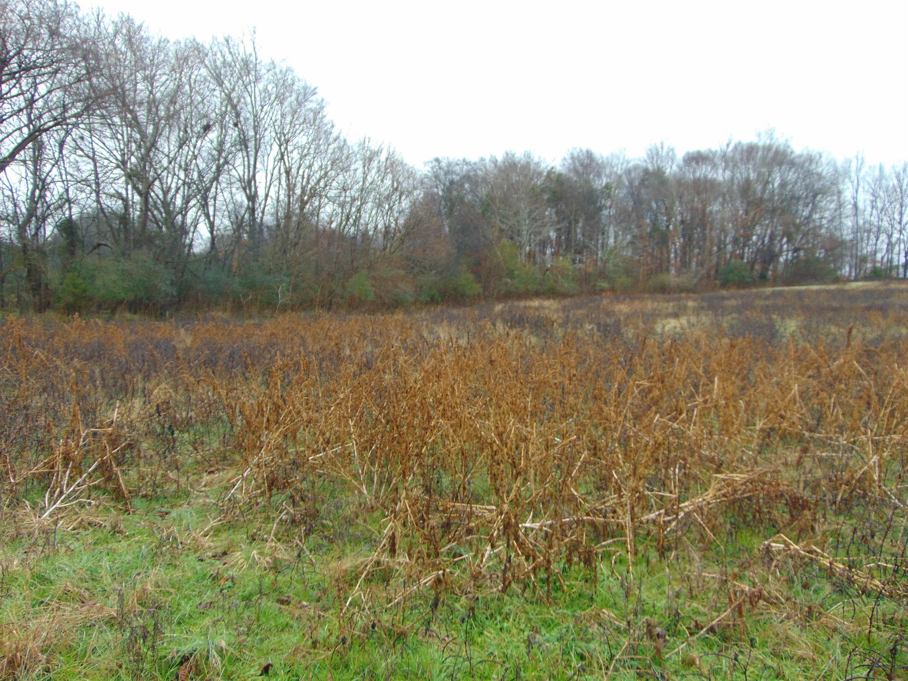 599 Co Rd 342, Killen, AL 35645 — photo 7