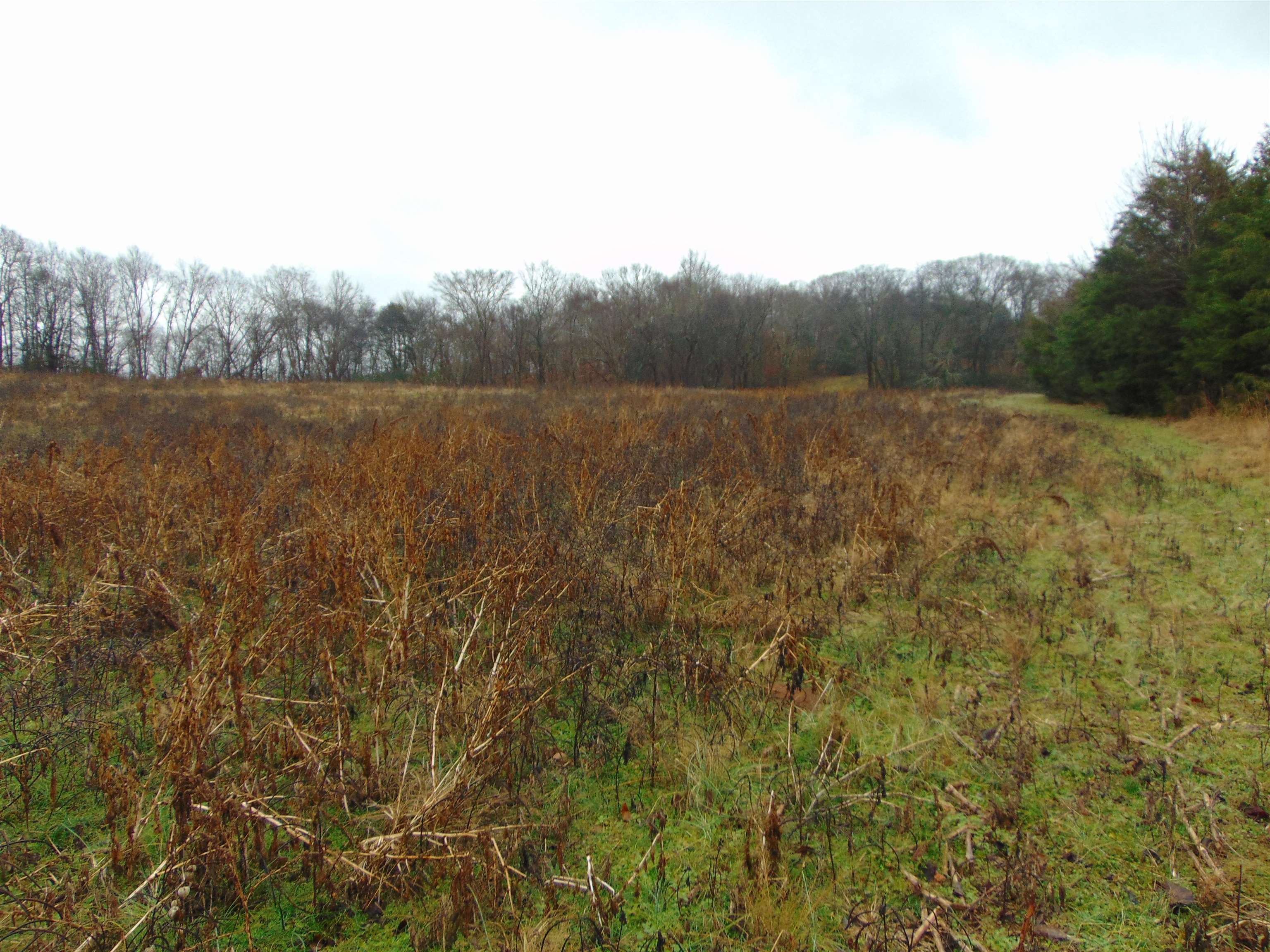 599 Co Rd 342, Killen, AL 35645 — photo 9