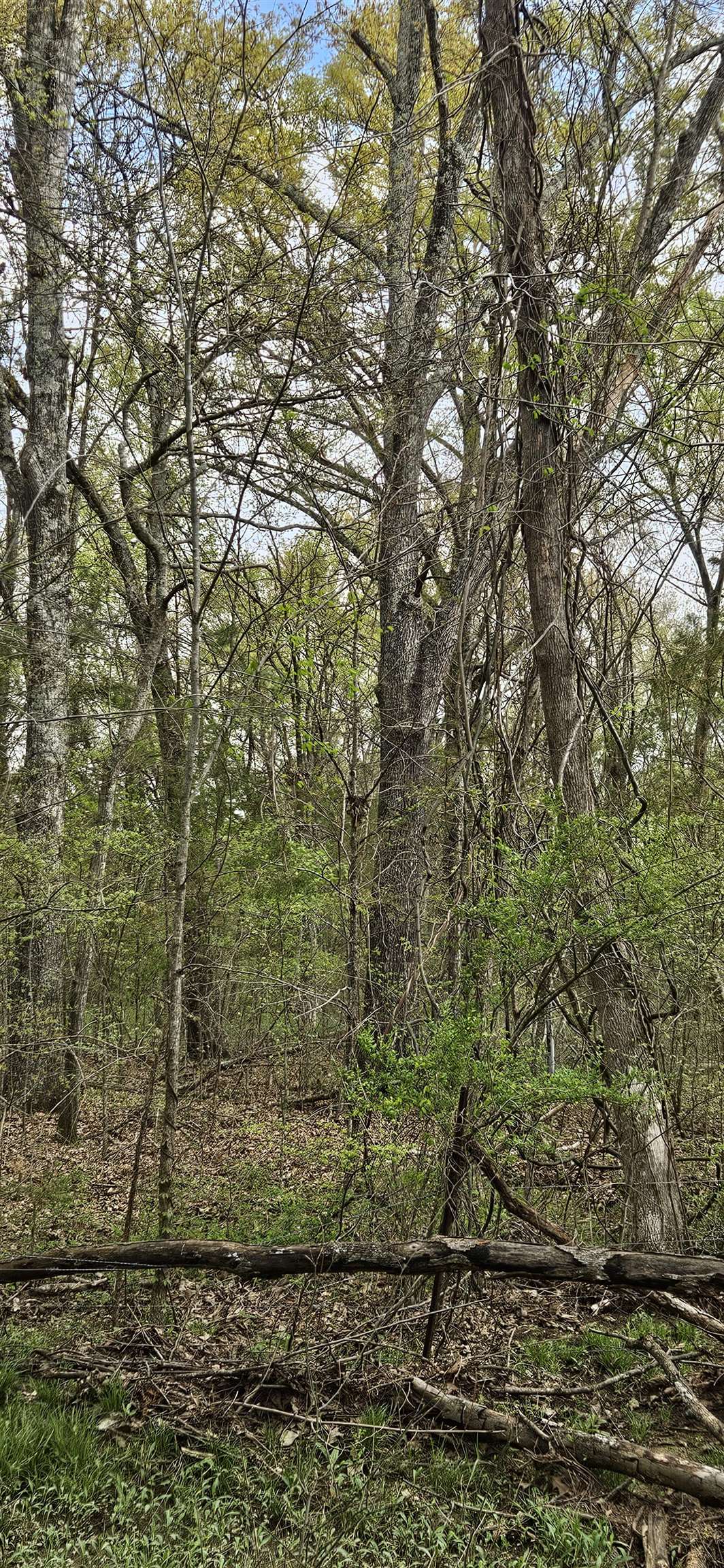 000 Hwy 72, Cherokee, AL 35616 — photo 8