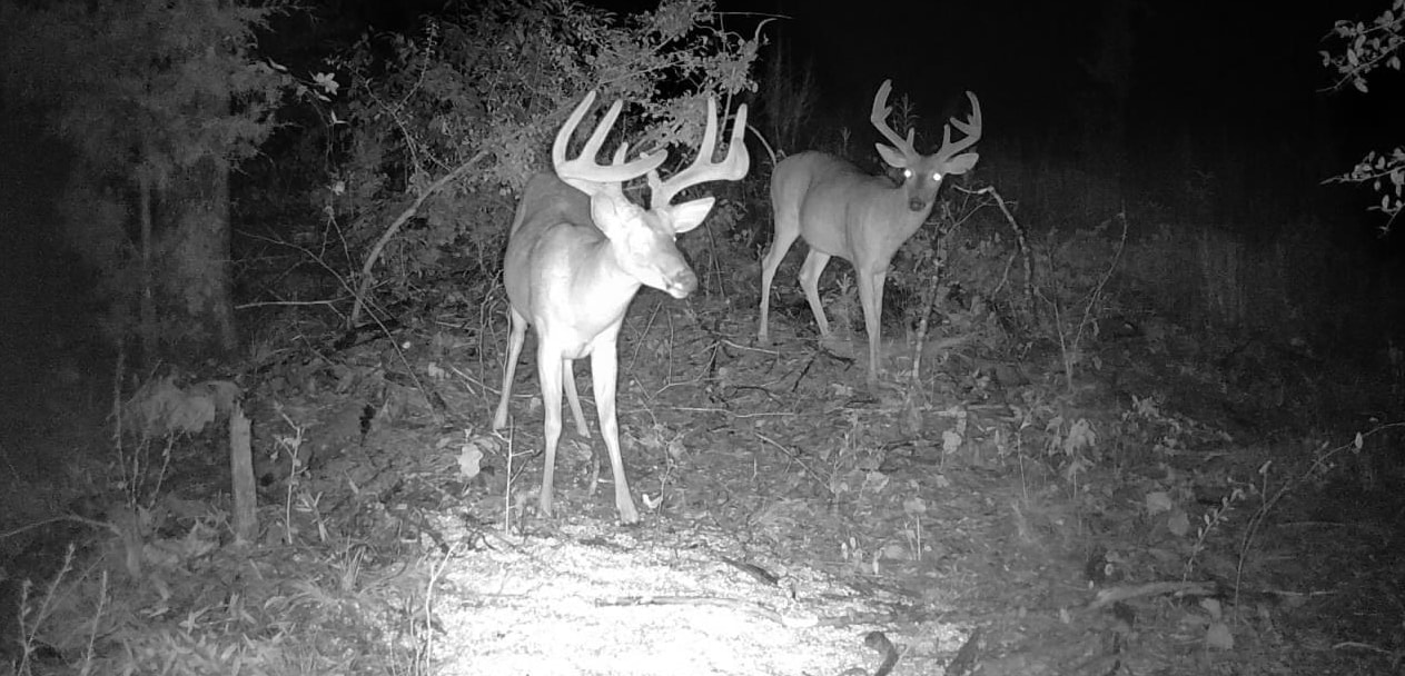 0 Co Rd 32, Hodges, AL 35571 — photo 6