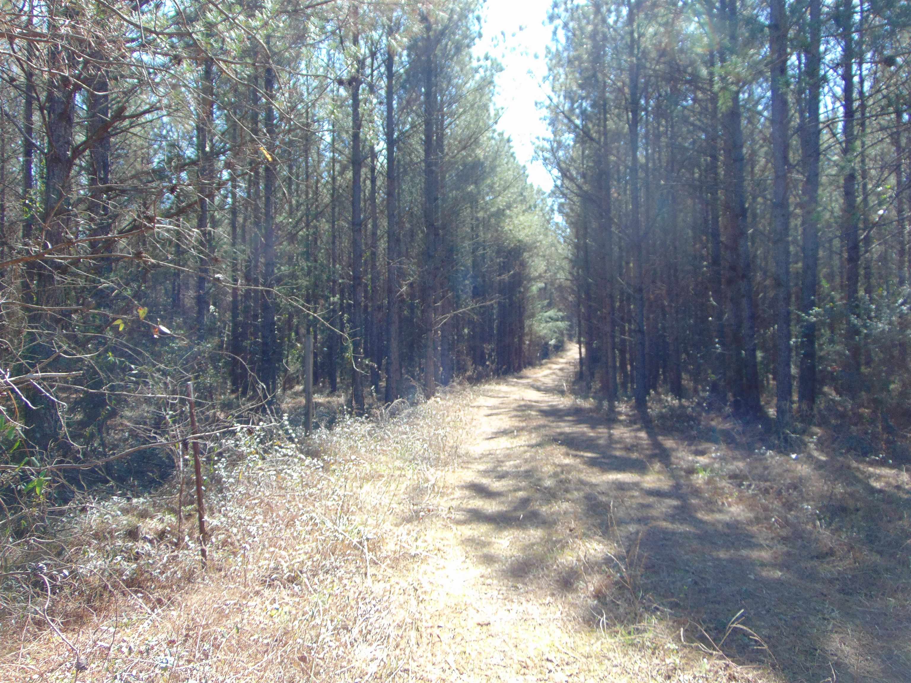 9655 Co Rd 2, Double Springs, AL 35553 — photo 4