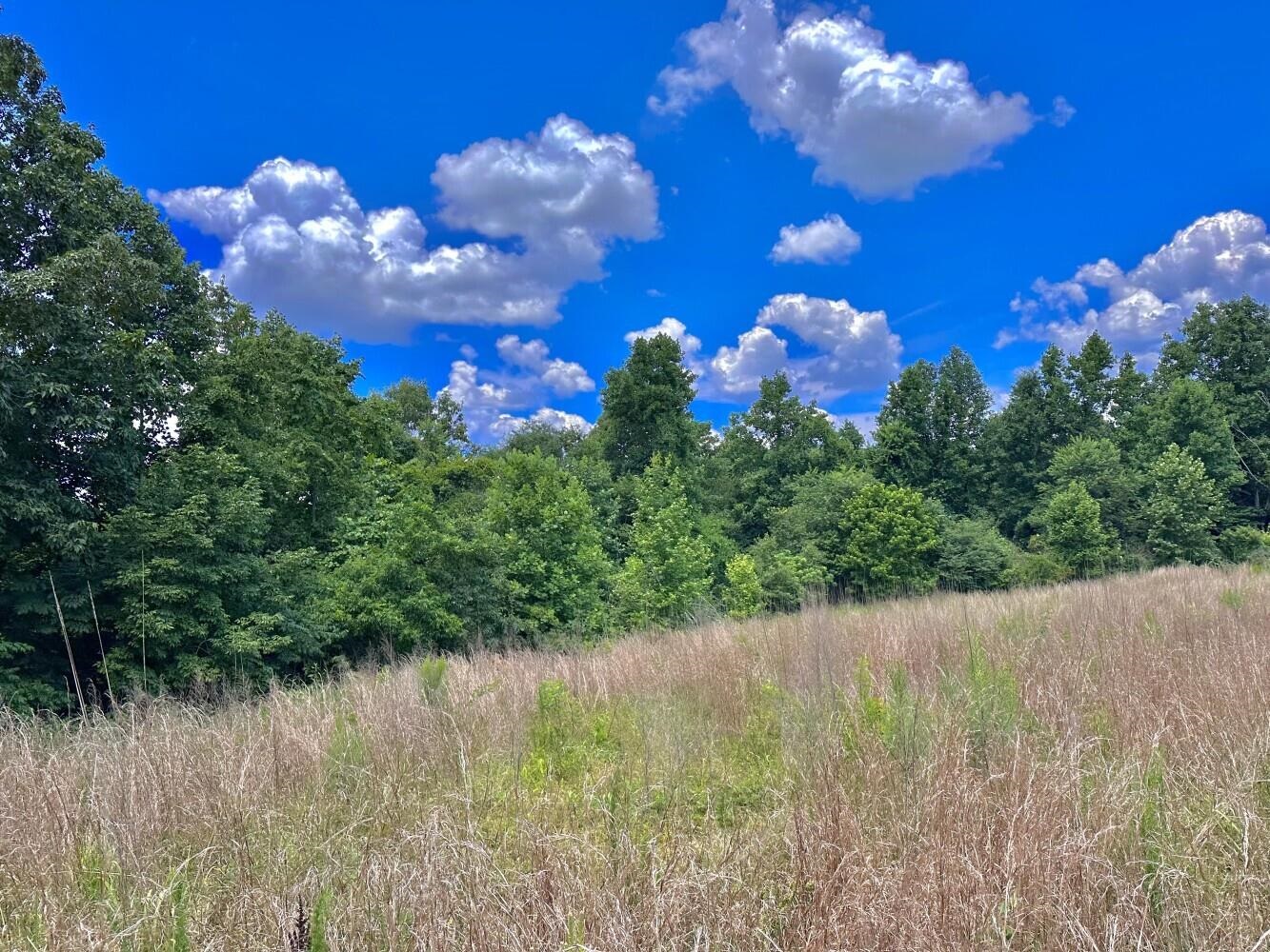 60 +/- Acres Co Rd 298, Florence, AL 35634 — photo 4