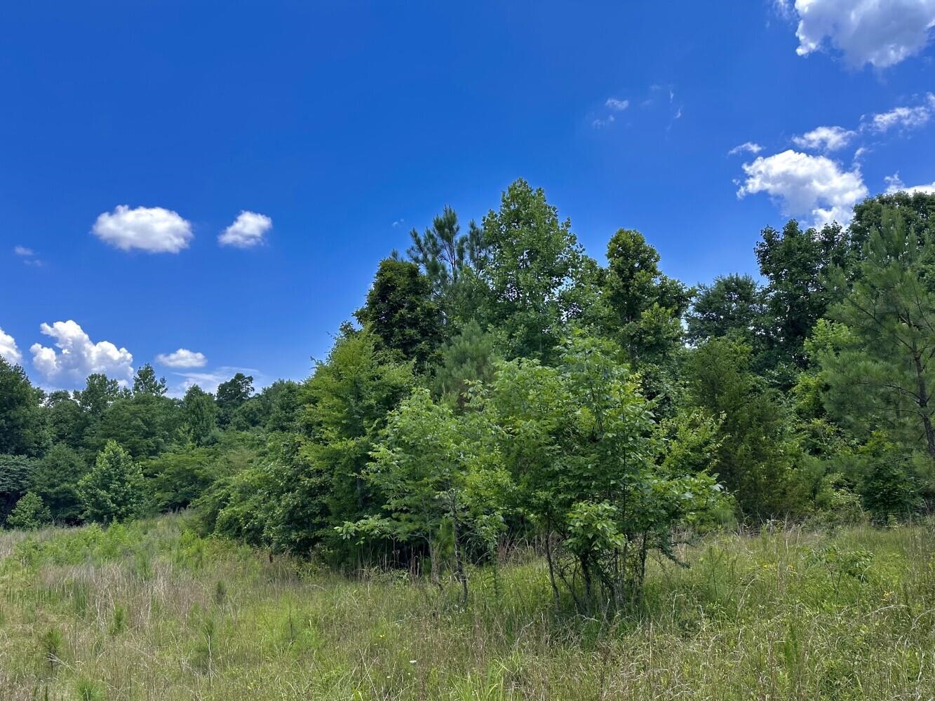 60 +/- Acres Co Rd 298, Florence, AL 35634 — photo 5