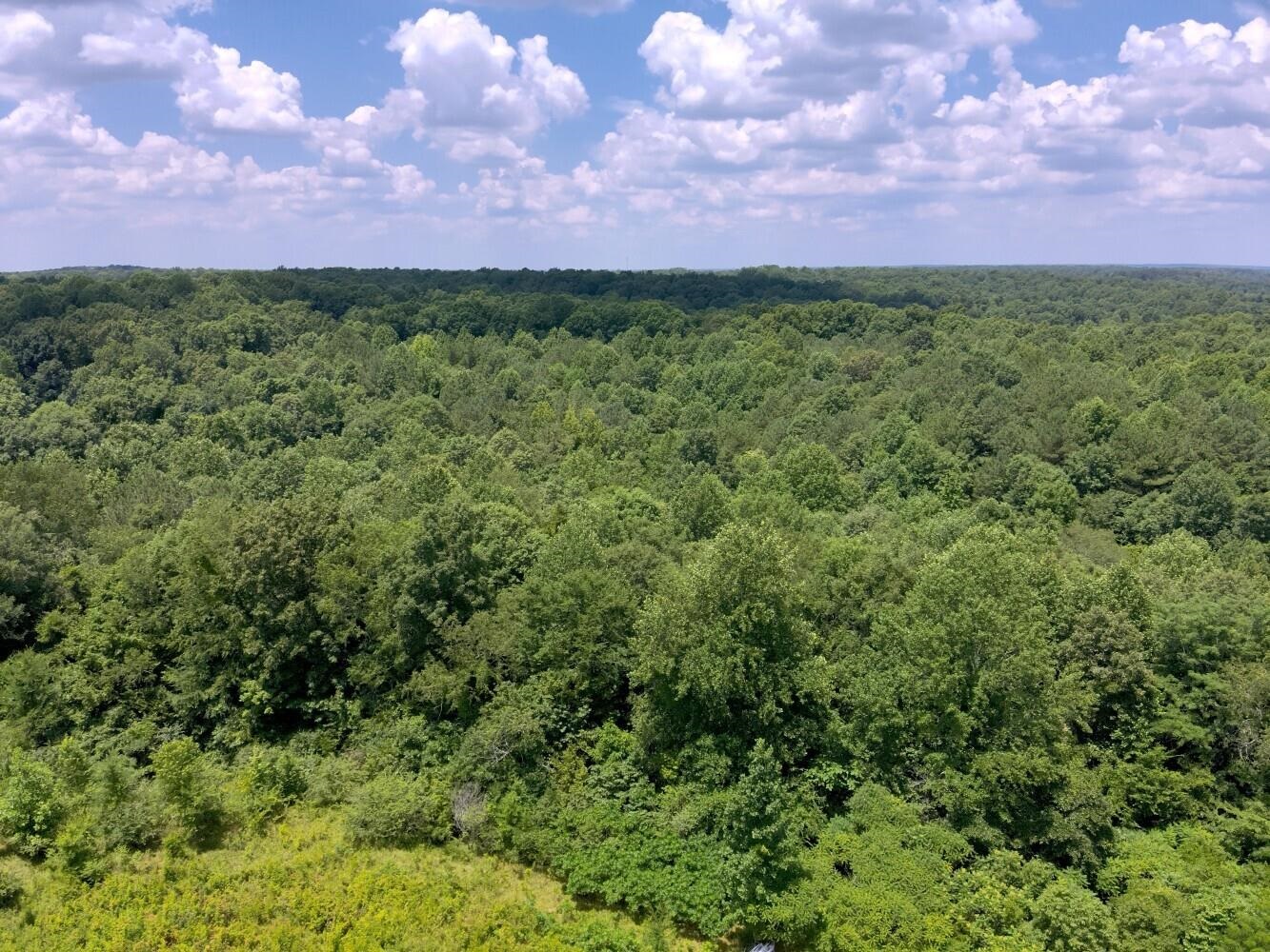60 +/- Acres Co Rd 298, Florence, AL 35634 — photo 7