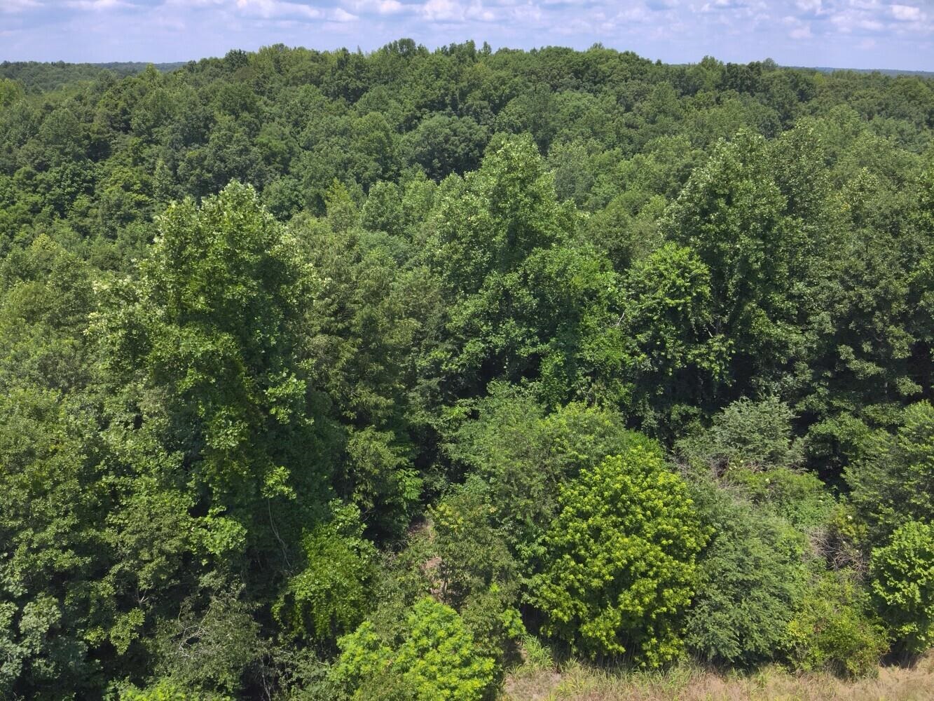 60 +/- Acres Co Rd 298, Florence, AL 35634 — photo 10