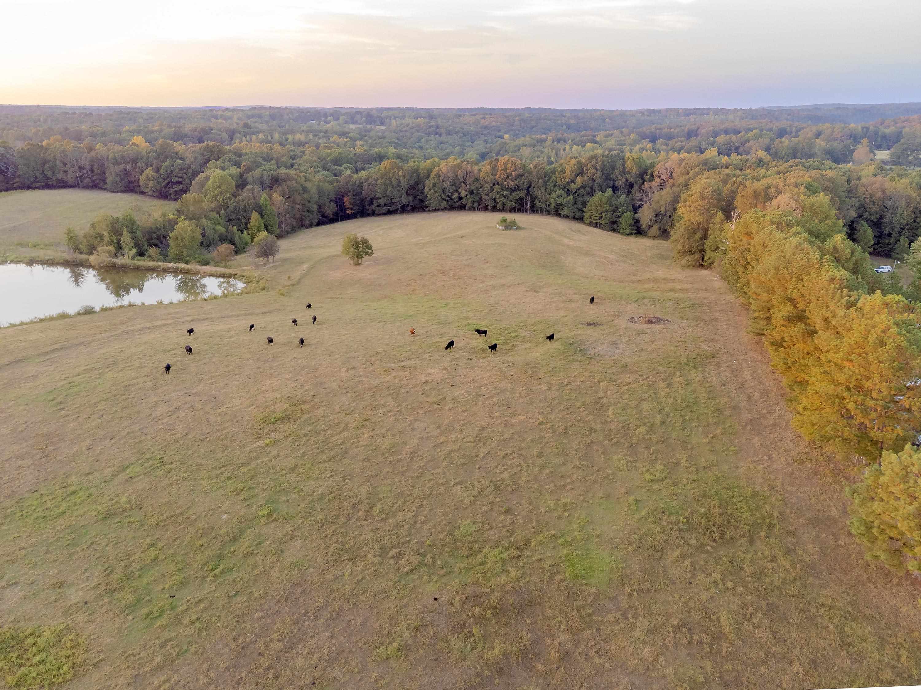 010 Little Egypt Rd, Tuscumbia, AL 35674 — photo 4