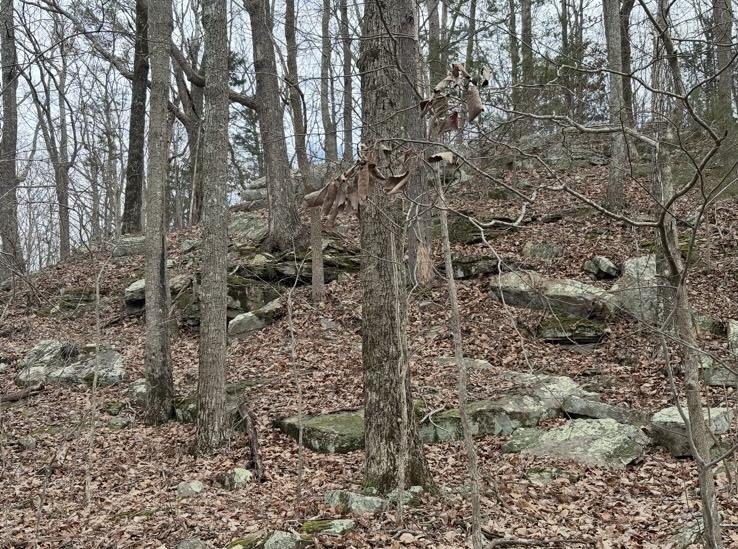 475 Summer House Rd, Cherokee, AL 35616 — photo 7