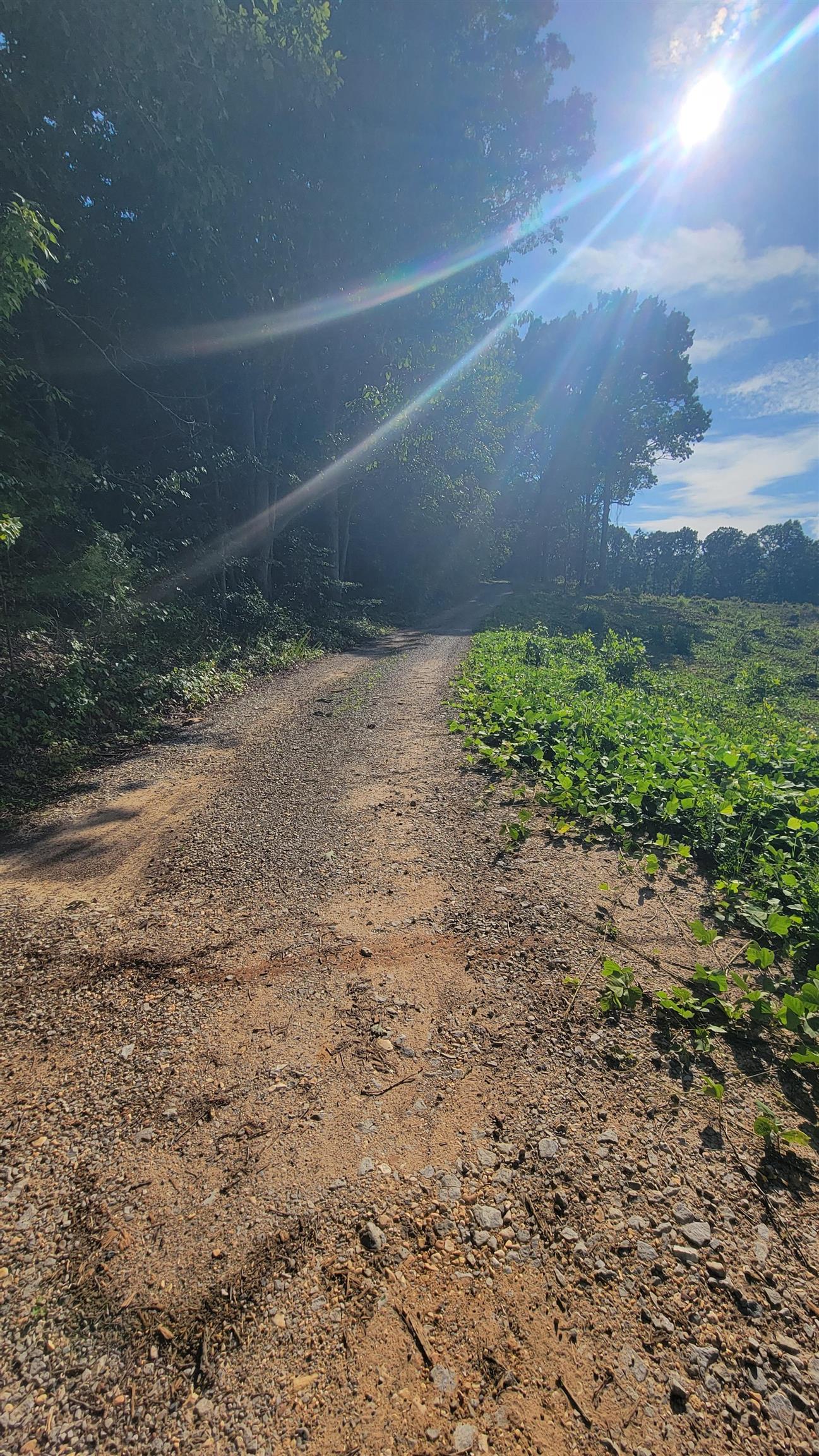0 W Mt Mills Rd, Tuscumbia, AL 35674 — photo 5