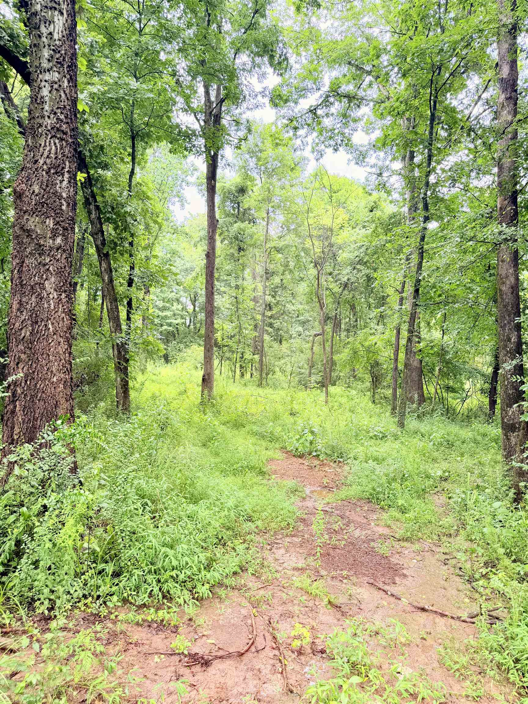 1022 Co Rd 545, Rogersville, AL 35652 — photo 2
