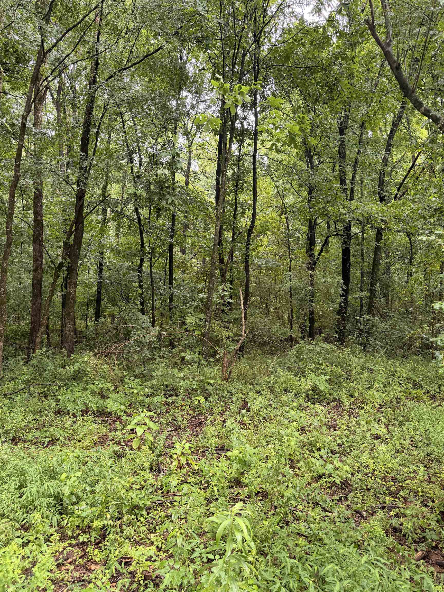 1022 Co Rd 545, Rogersville, AL 35652 — photo 7