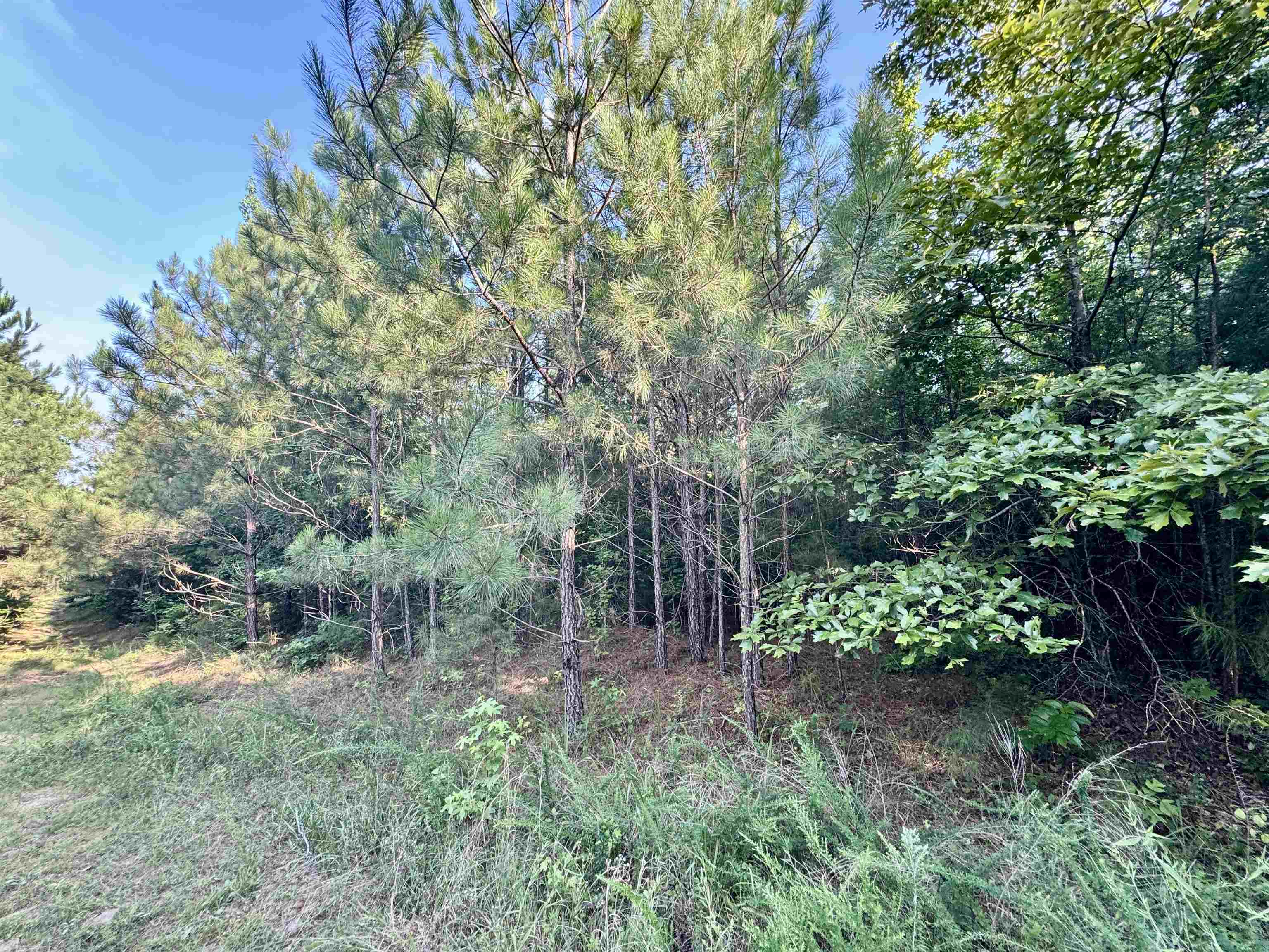 250 Mobley Crossing, Hodges, AL 35571 — photo 7