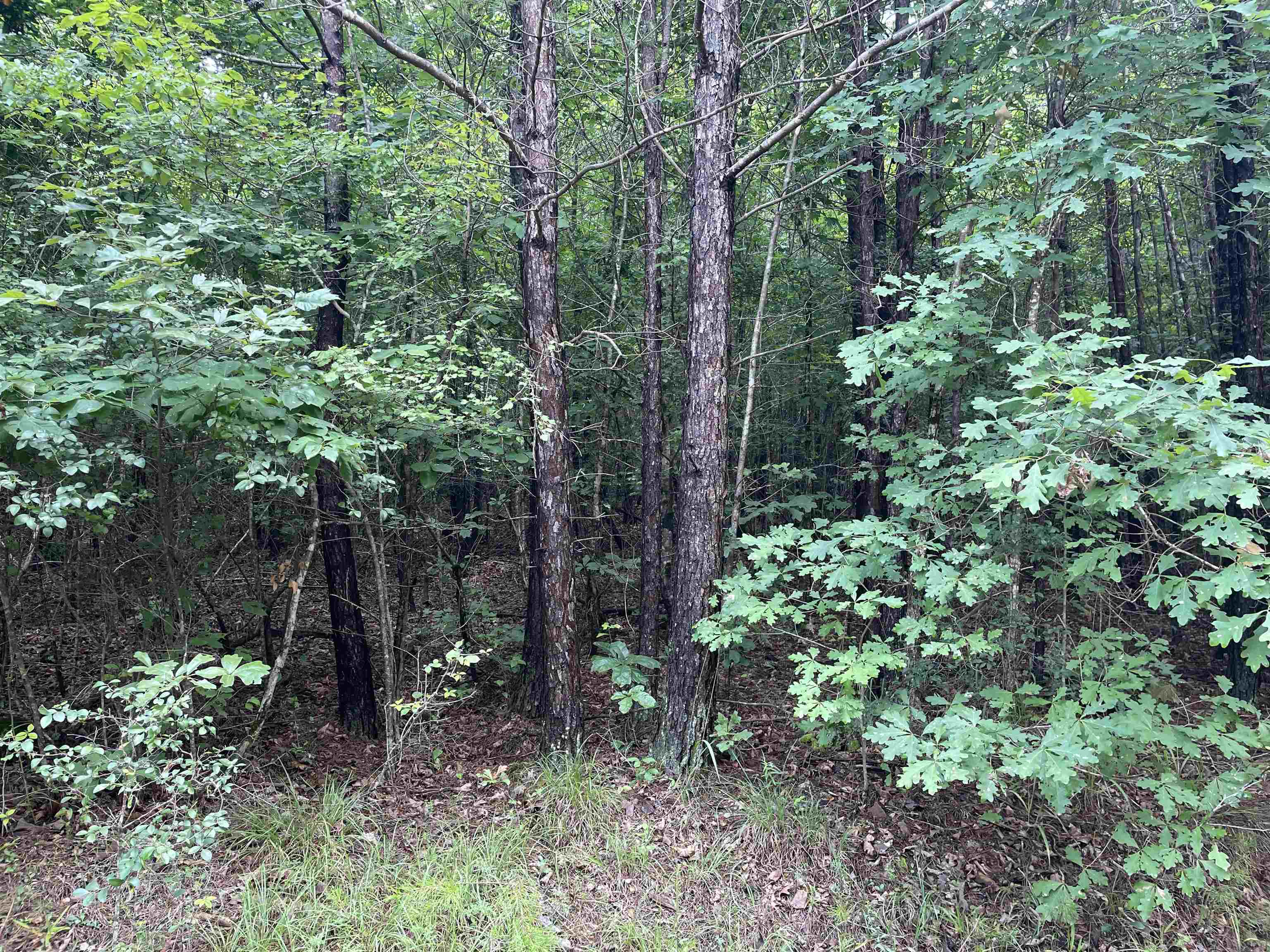 0 Co Rd 24, Eldridge, AL 35554 — photo 3
