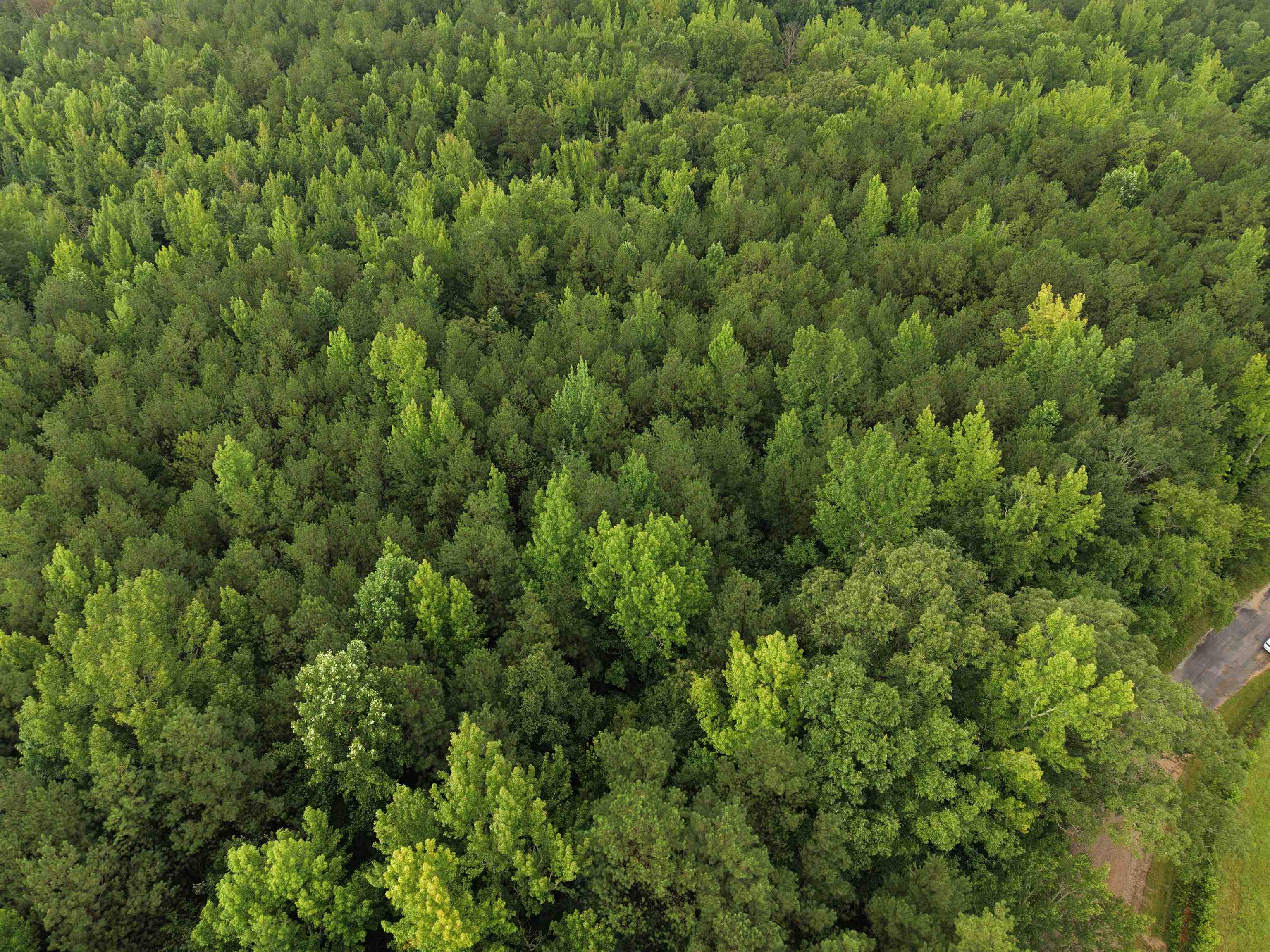 0 Philadelphia Rd, Guin, AL 35563 — photo 4