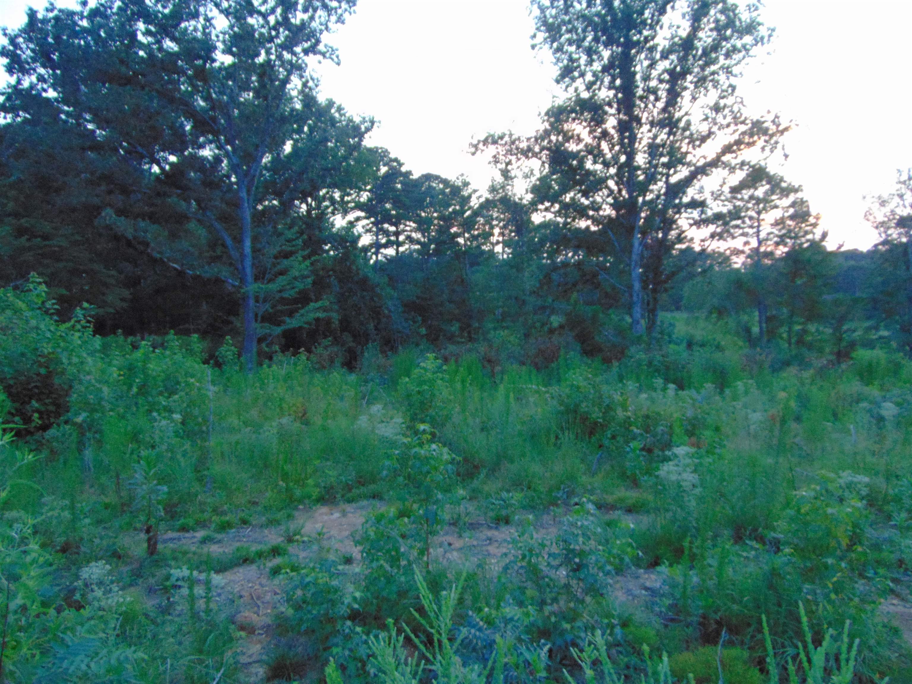 0 Co Rd 8, Waterloo, AL 35677 — photo 4